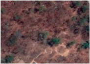 Diversity 16 00405 i003