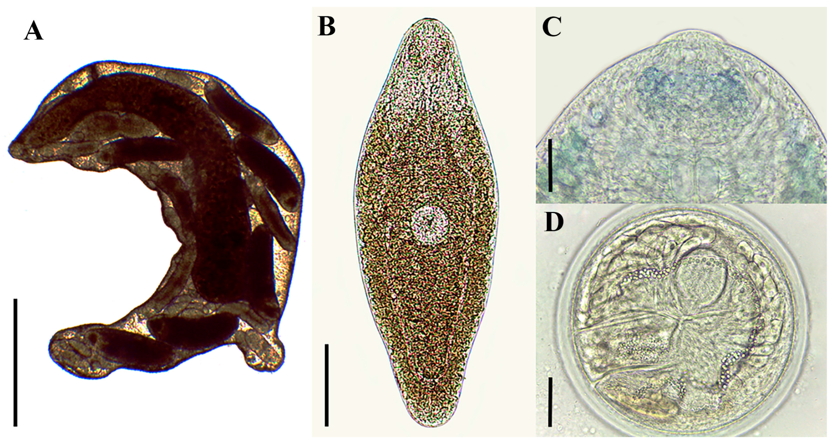 Diversity 16 00422 g001