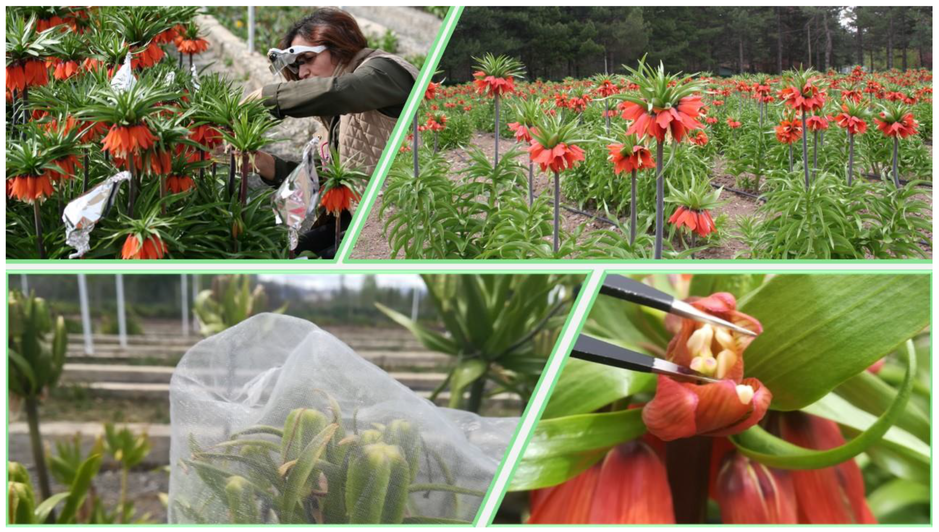 Diversity 16 00455 g002