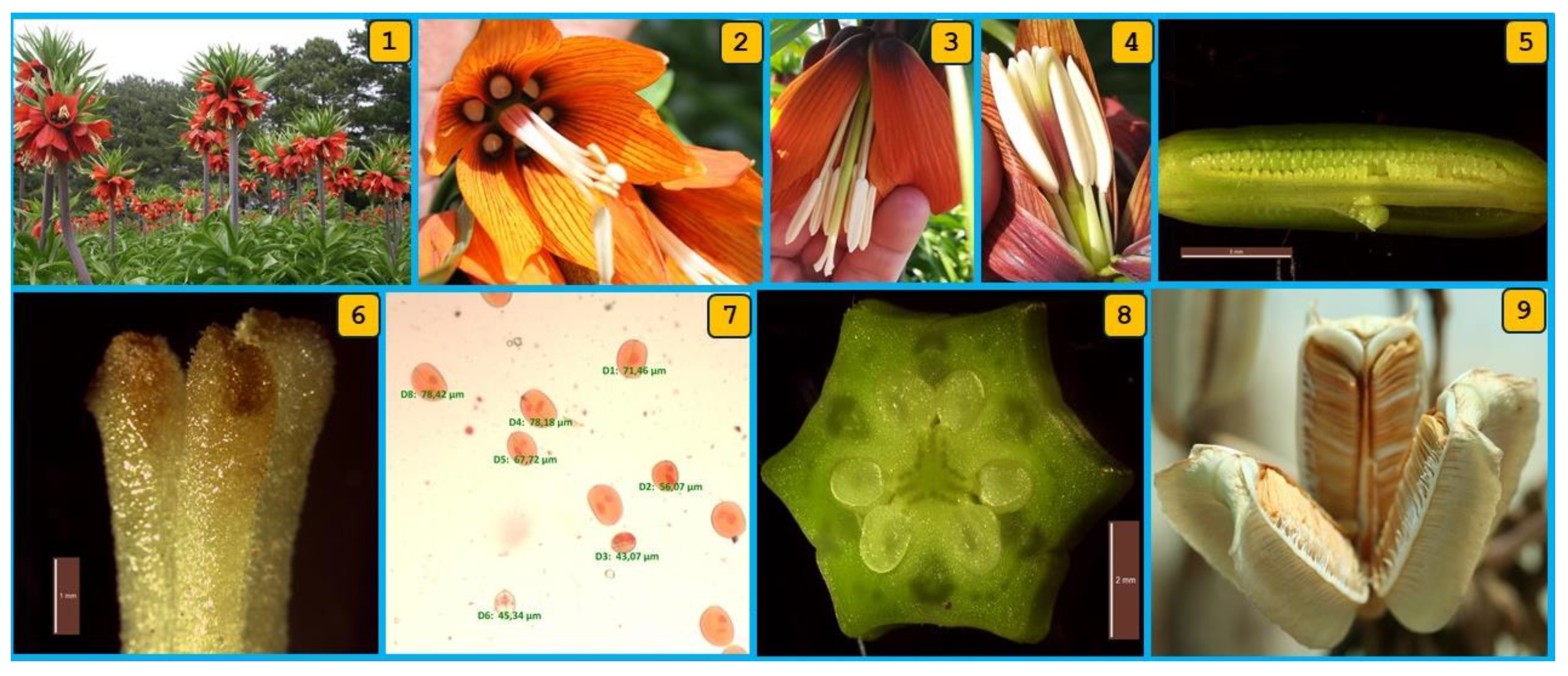 Diversity 16 00455 g004