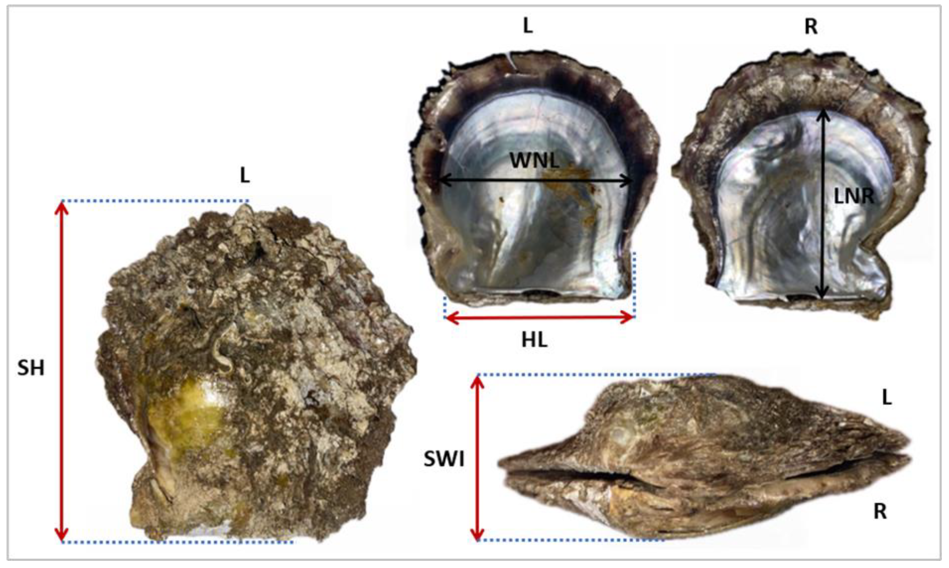 Diversity 16 00460 g002