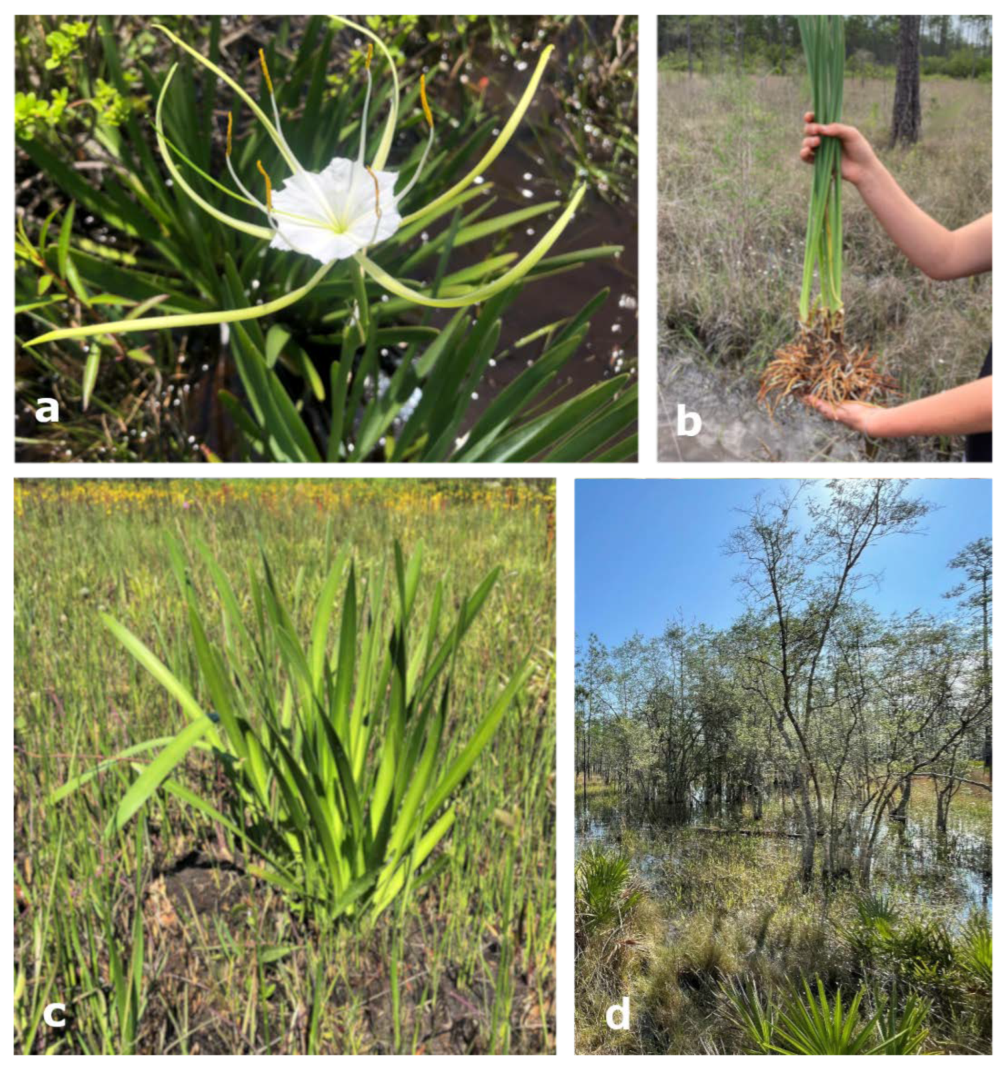 Diversity 16 00465 g001