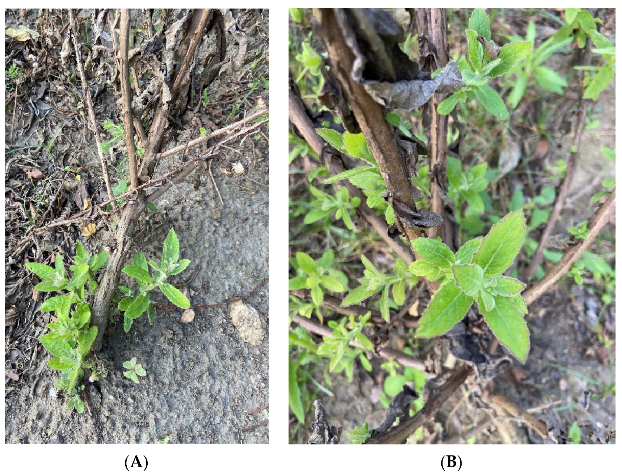 Diversity 16 00466 g002