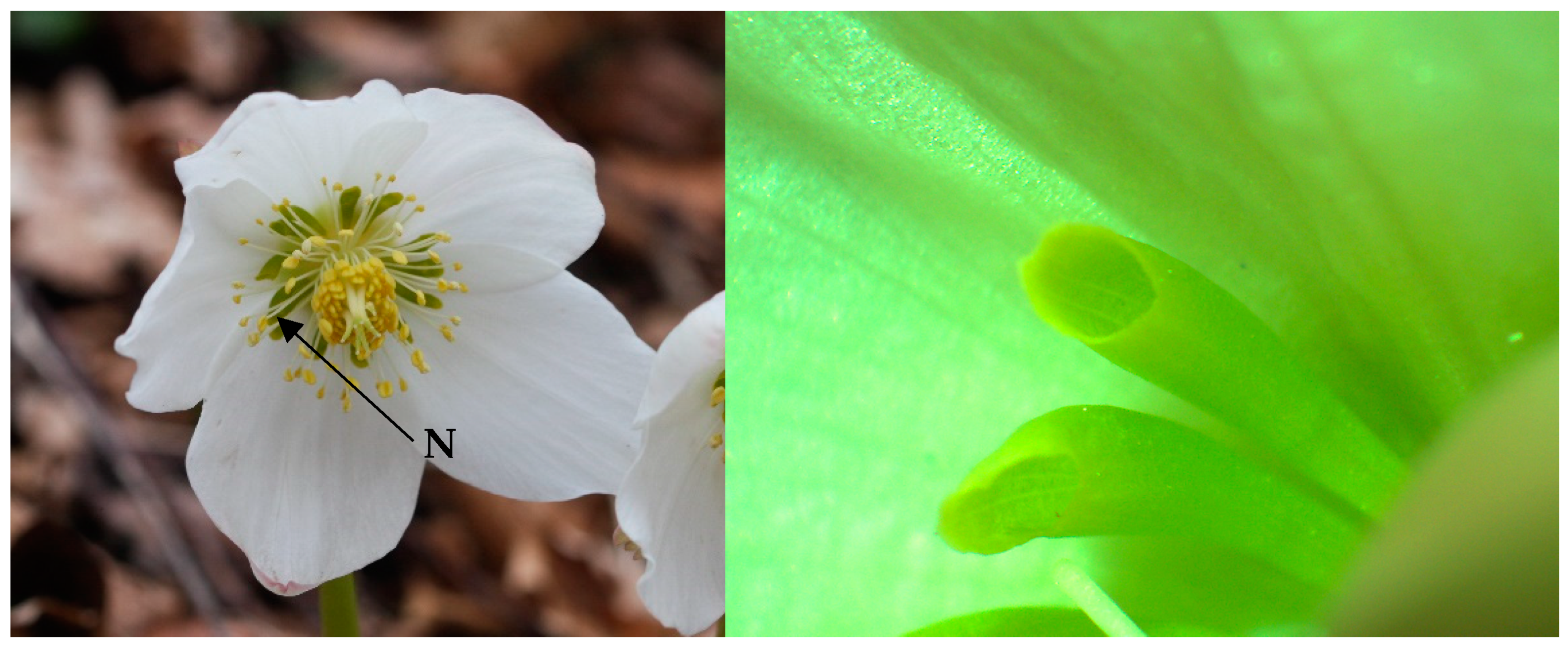 Diversity 16 00469 g001 Diversity 16 00469 g001