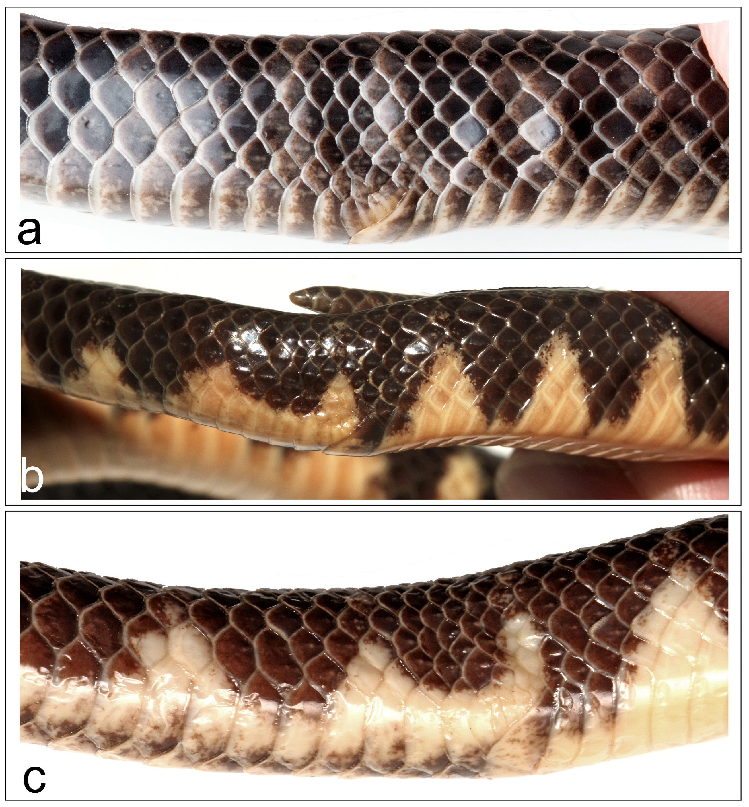 Diversity 16 00480 g004