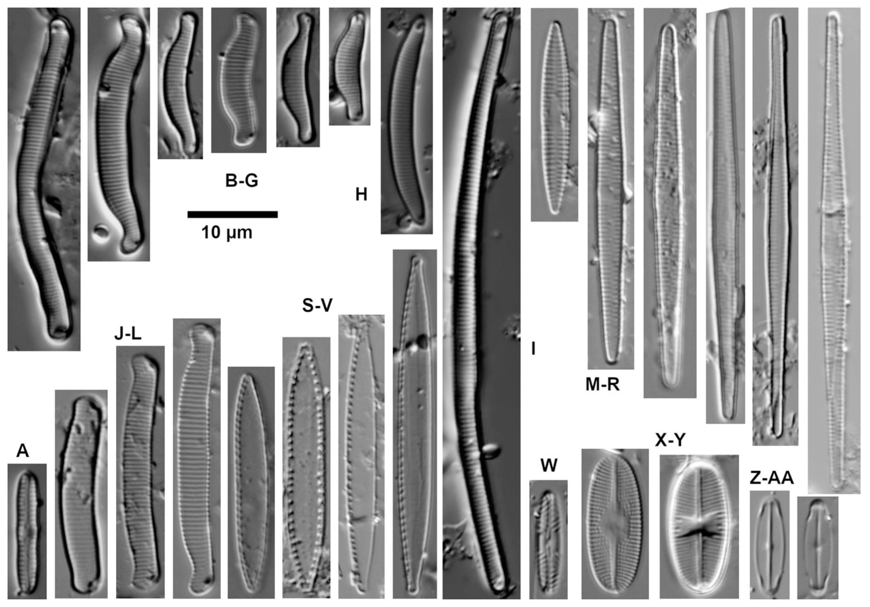 Diversity 16 00487 g008 Diversity 16 00487 g008