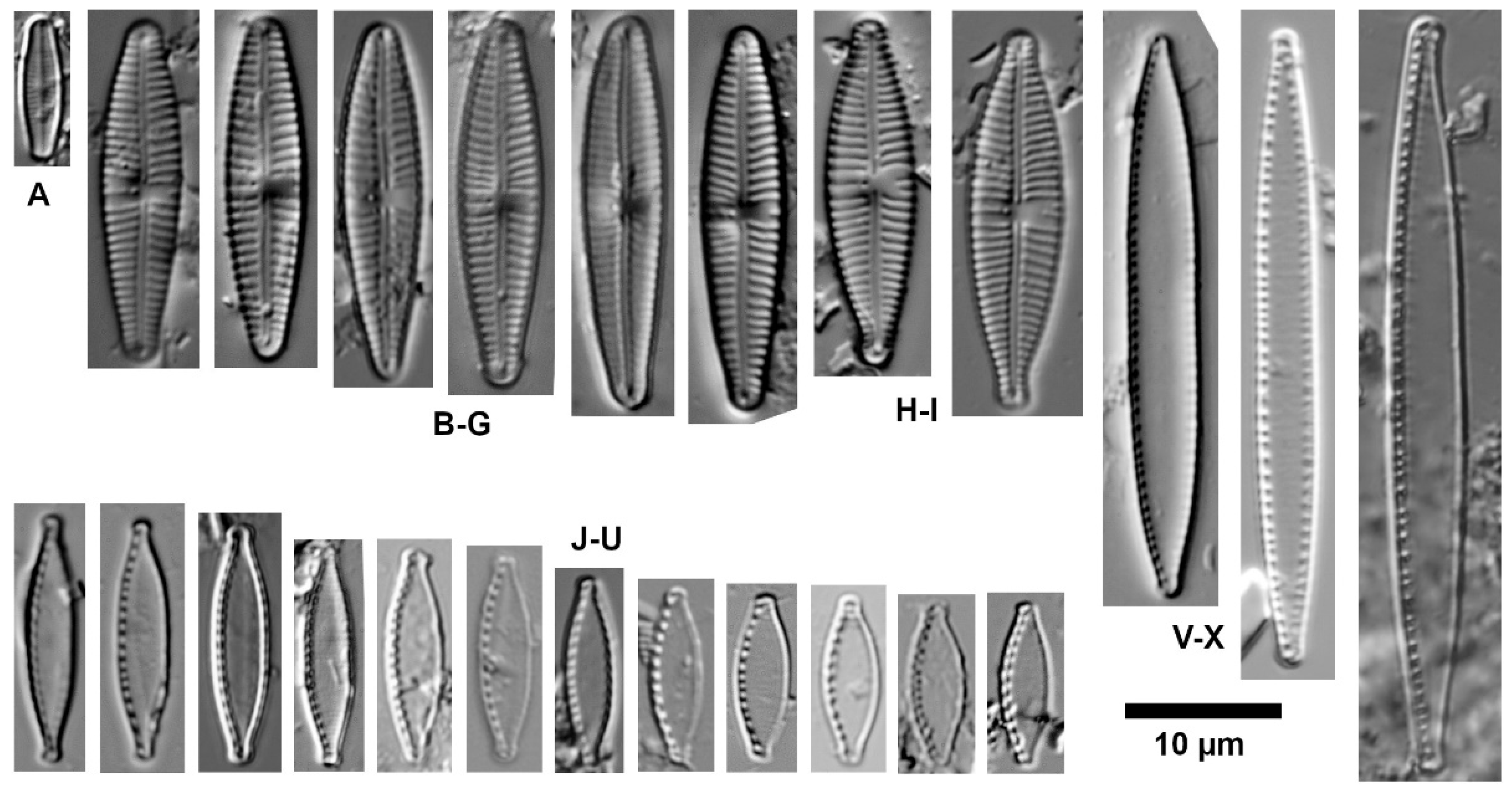 Diversity 16 00487 g010 Diversity 16 00487 g010
