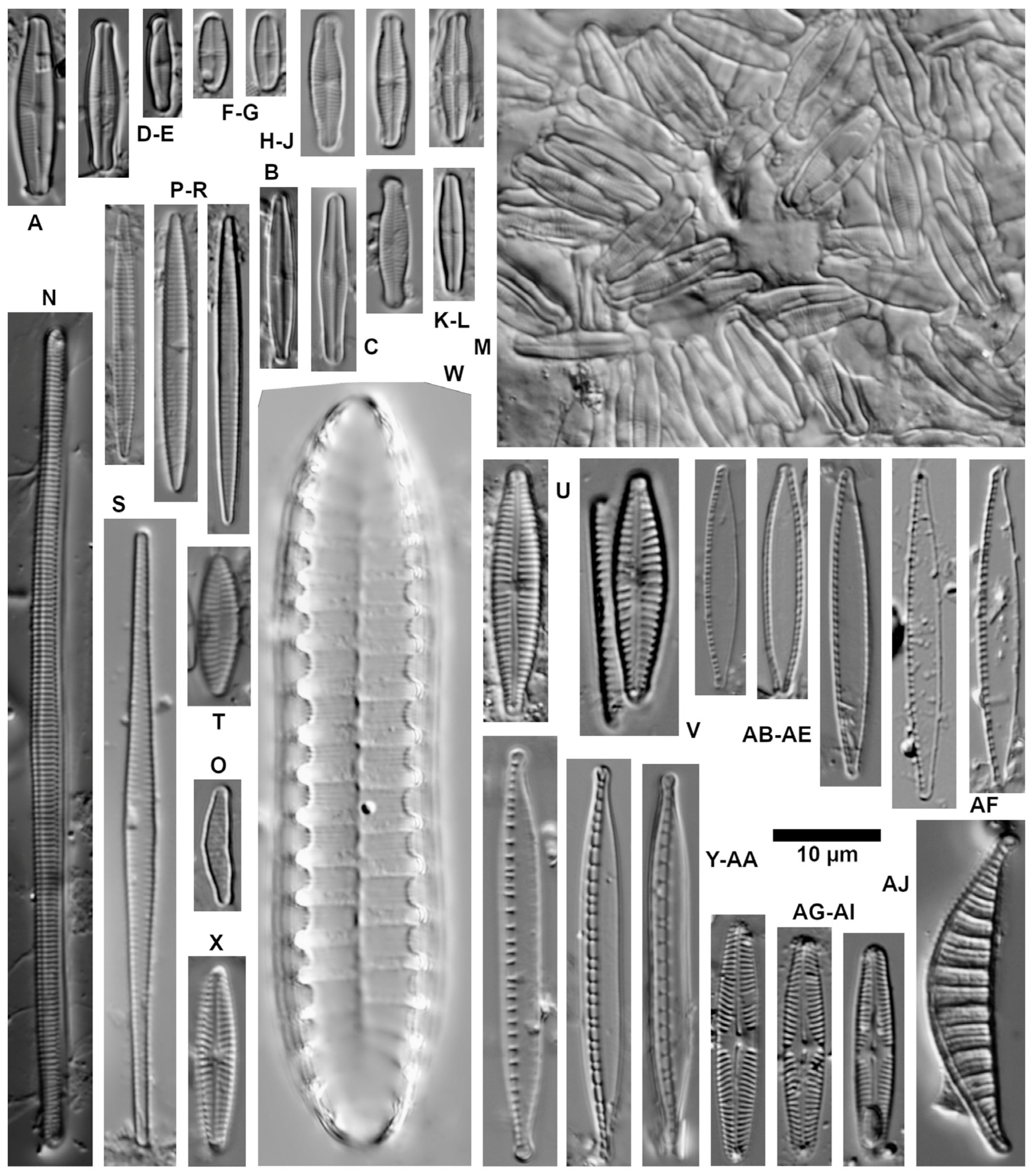Diversity 16 00487 g011 Diversity 16 00487 g011