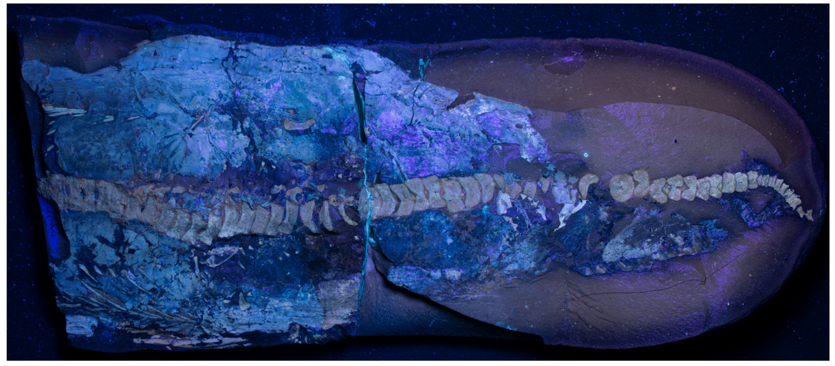 Diversity 16 00492 g0a1