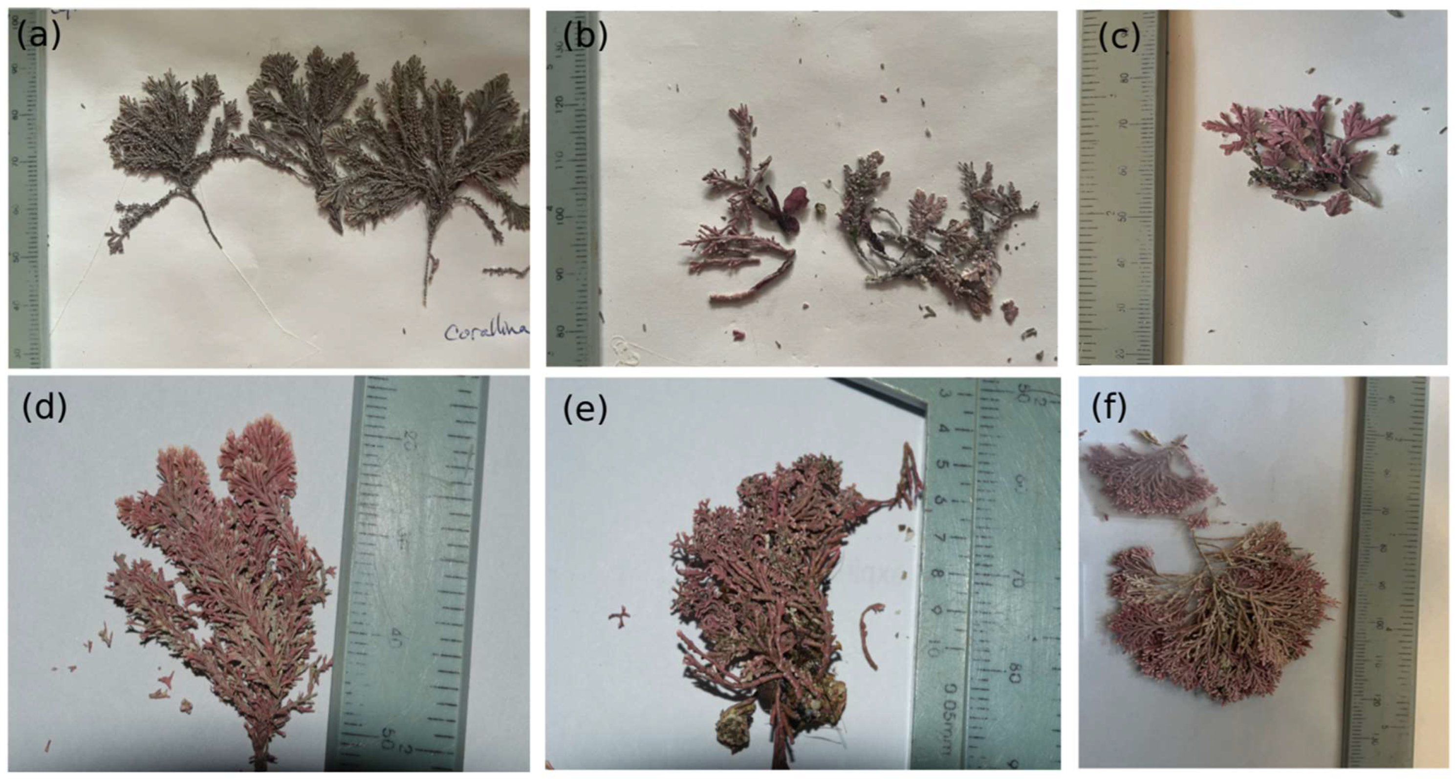 Diversity 16 00498 g002