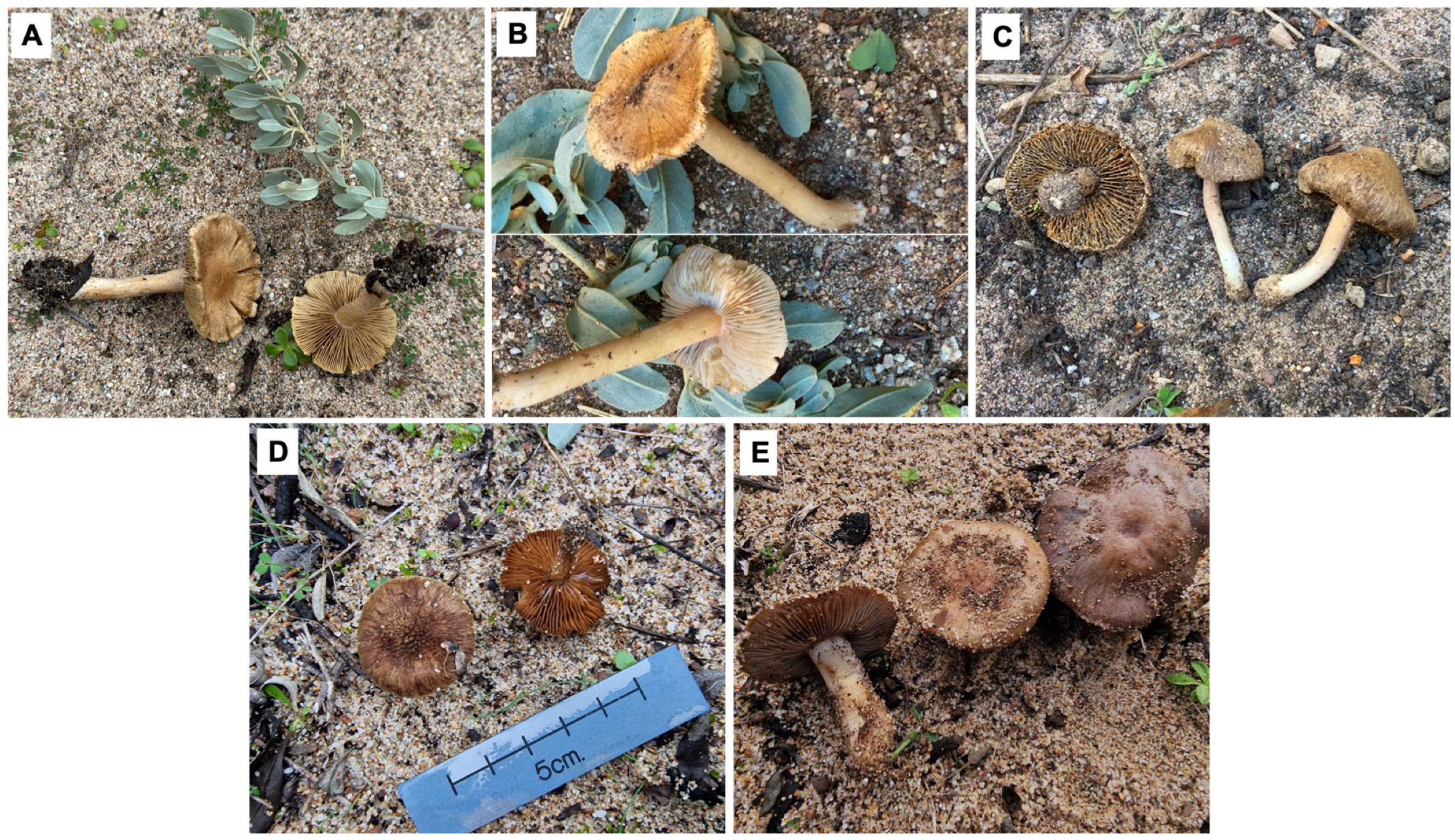 Diversity 16 00505 g002