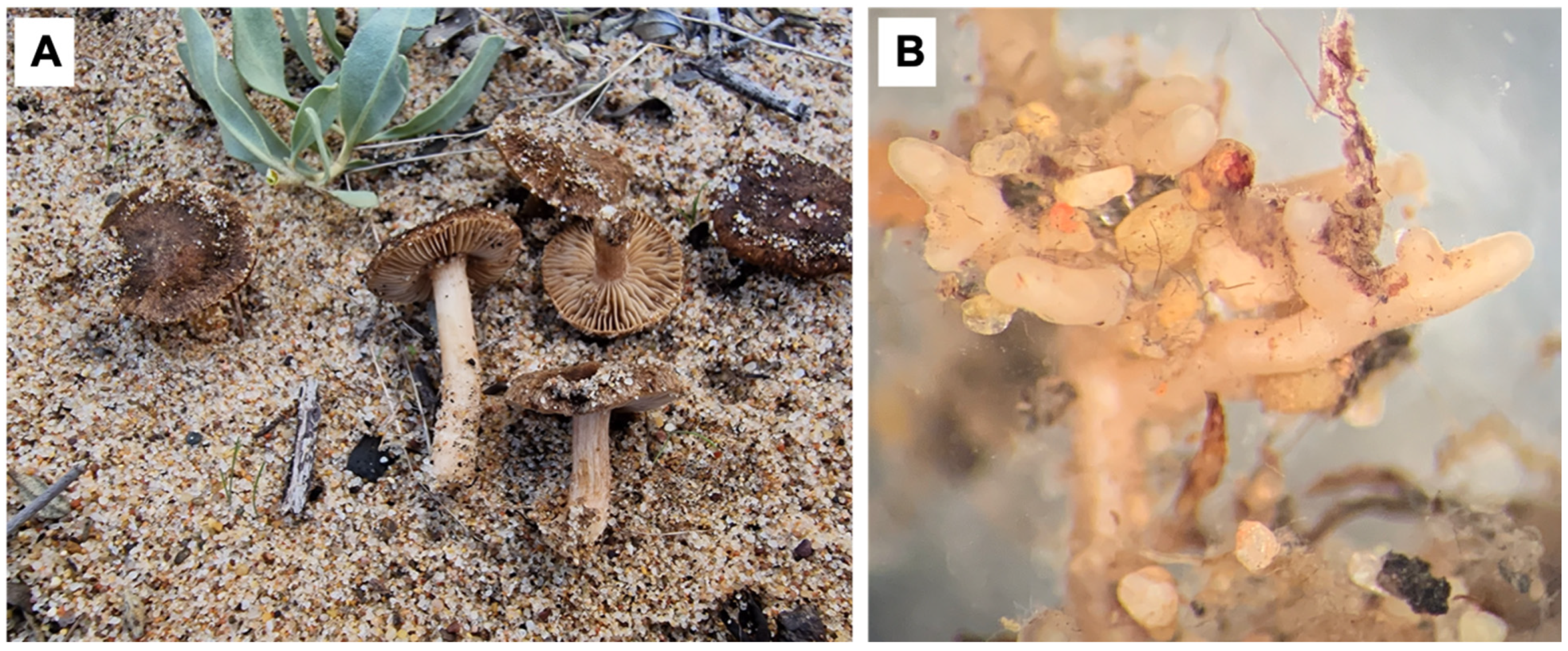 Diversity 16 00505 g004