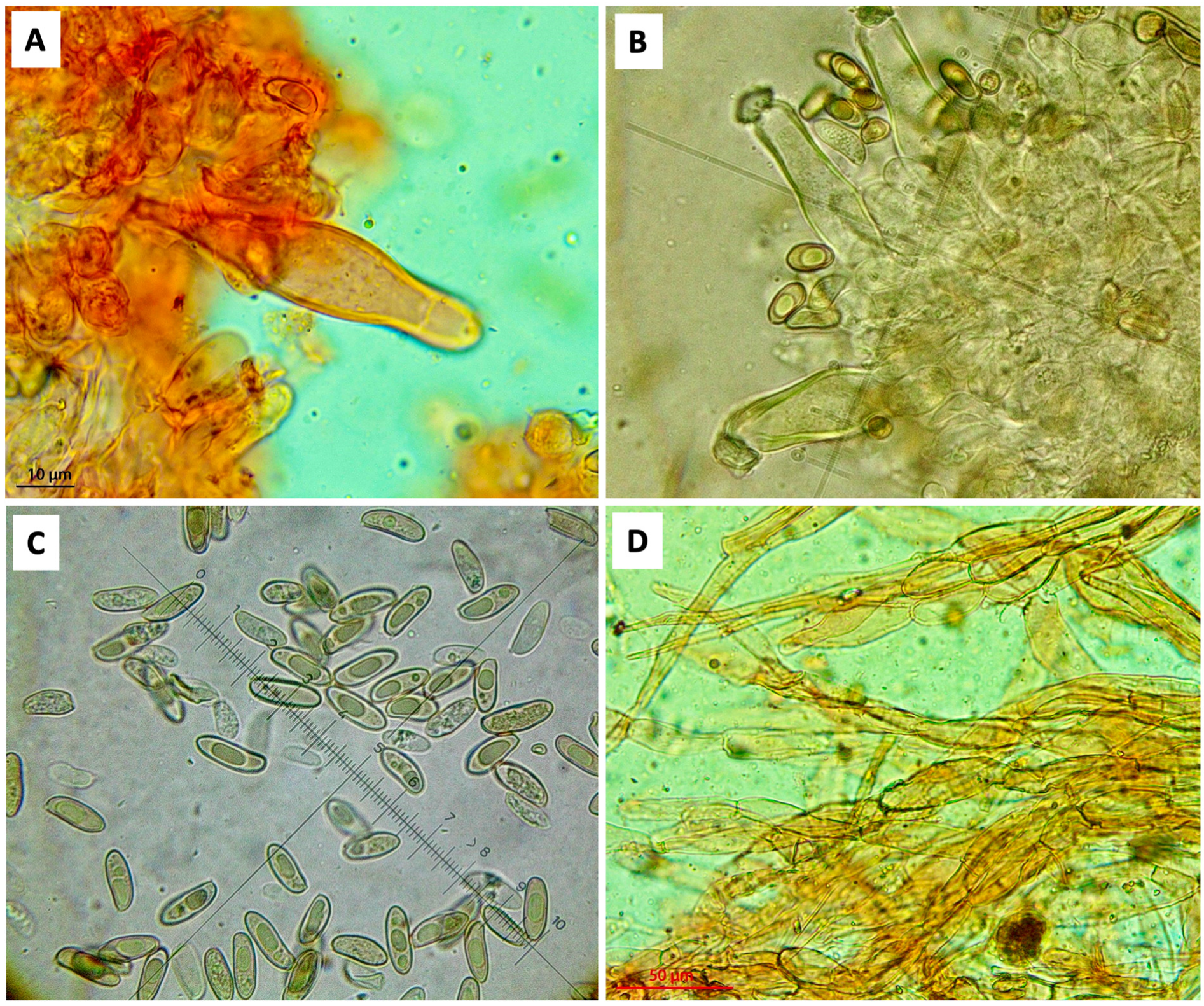 Diversity 16 00505 g005