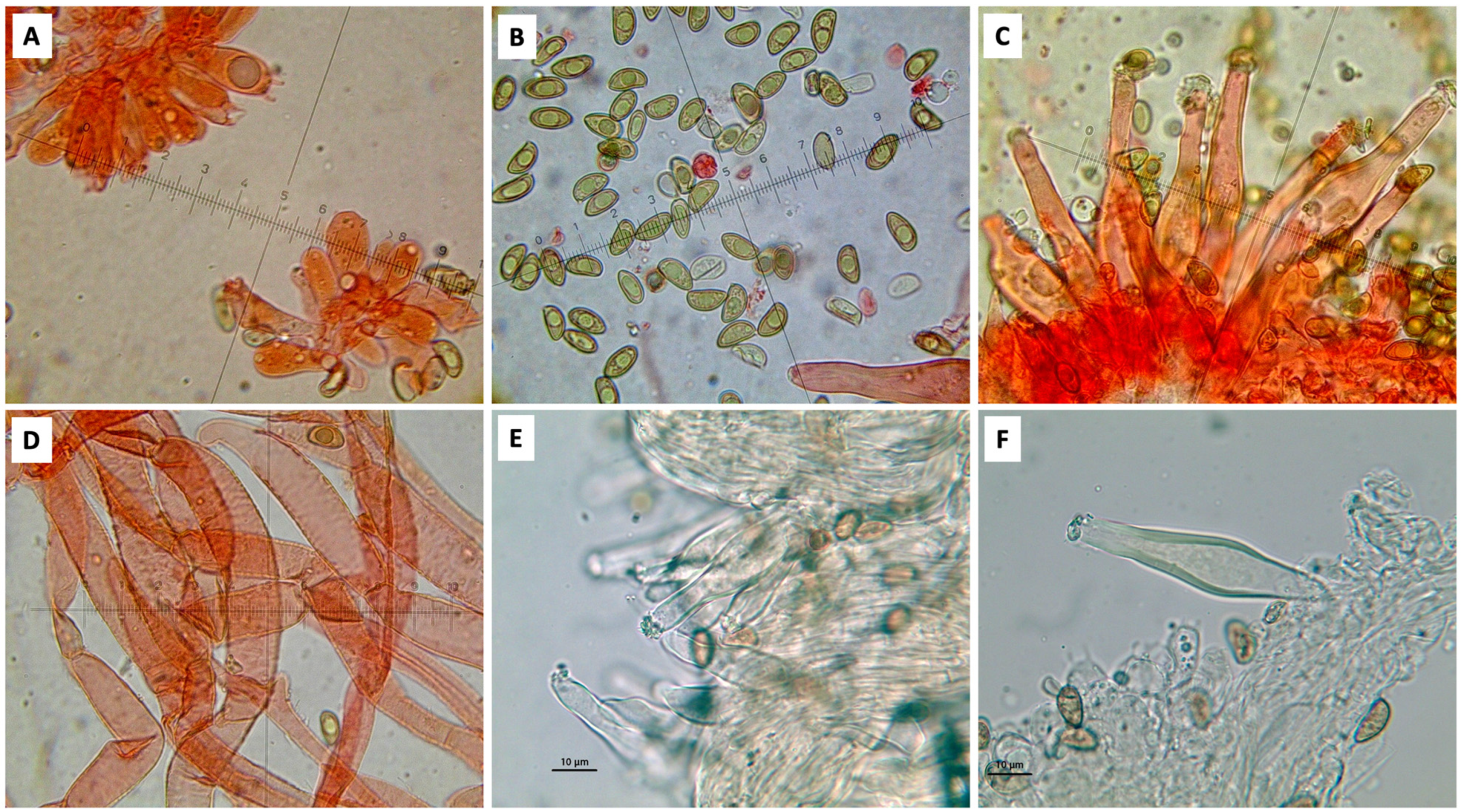 Diversity 16 00505 g007
