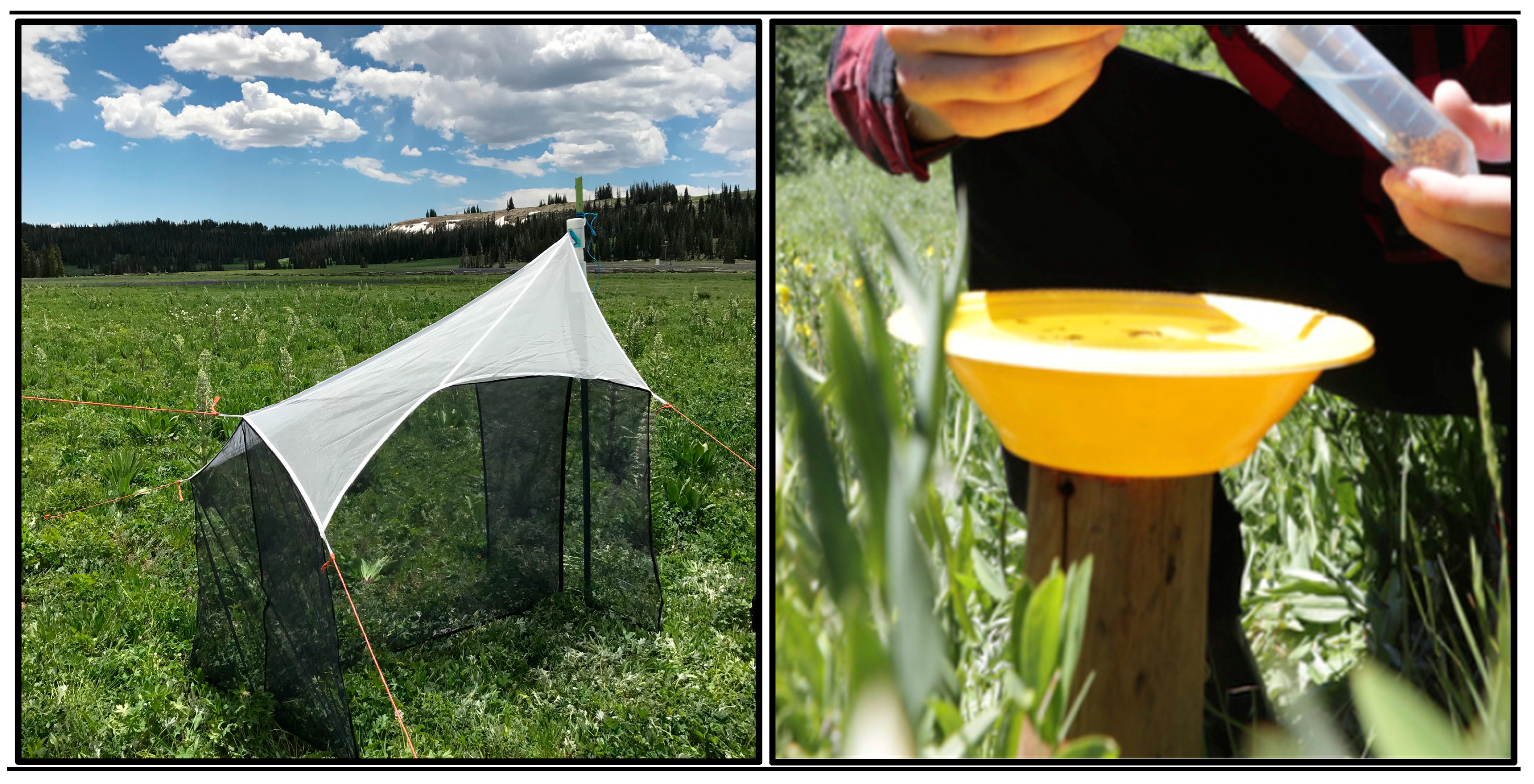 Diversity 16 00536 g002