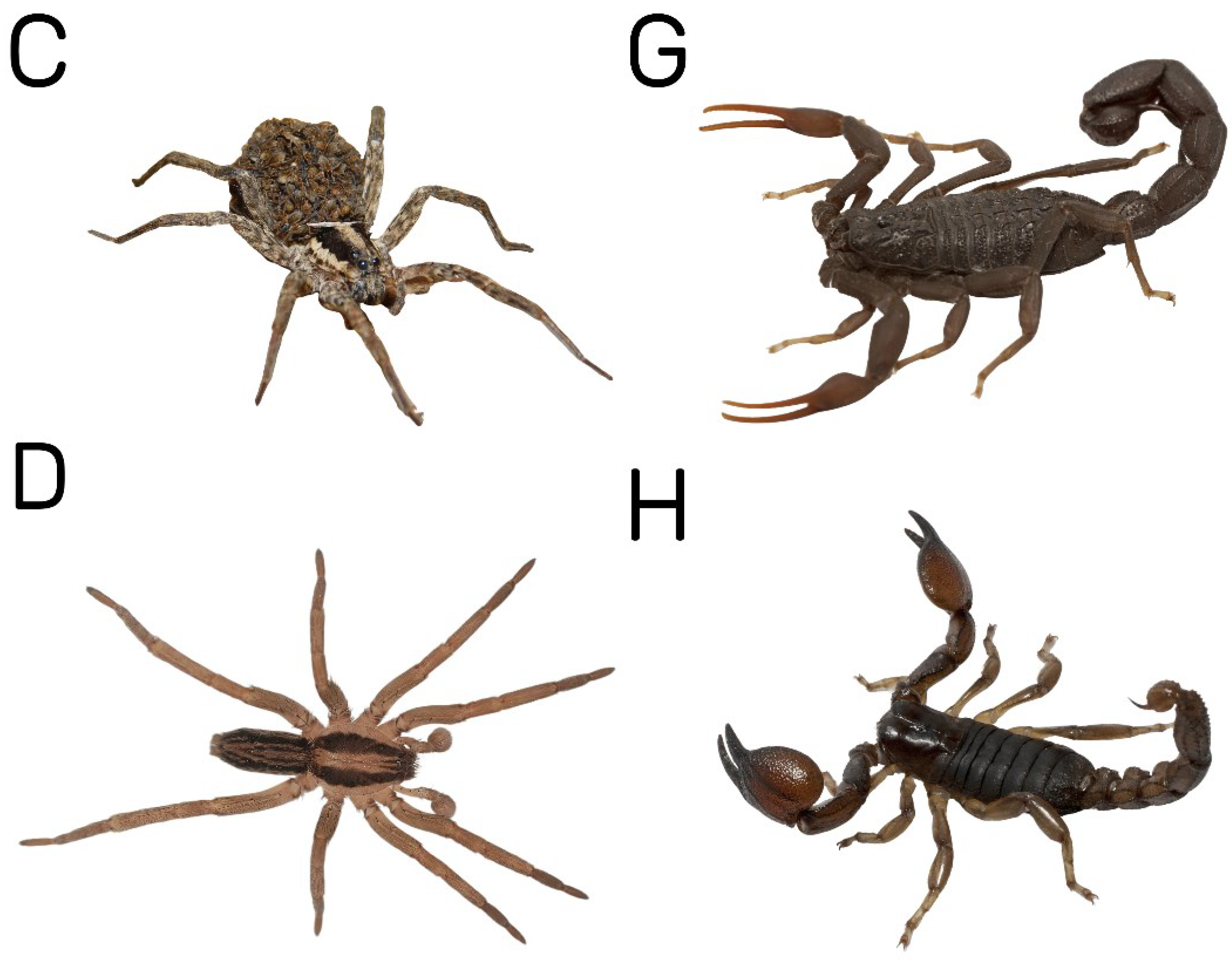 Diversity 16 00540 g006b