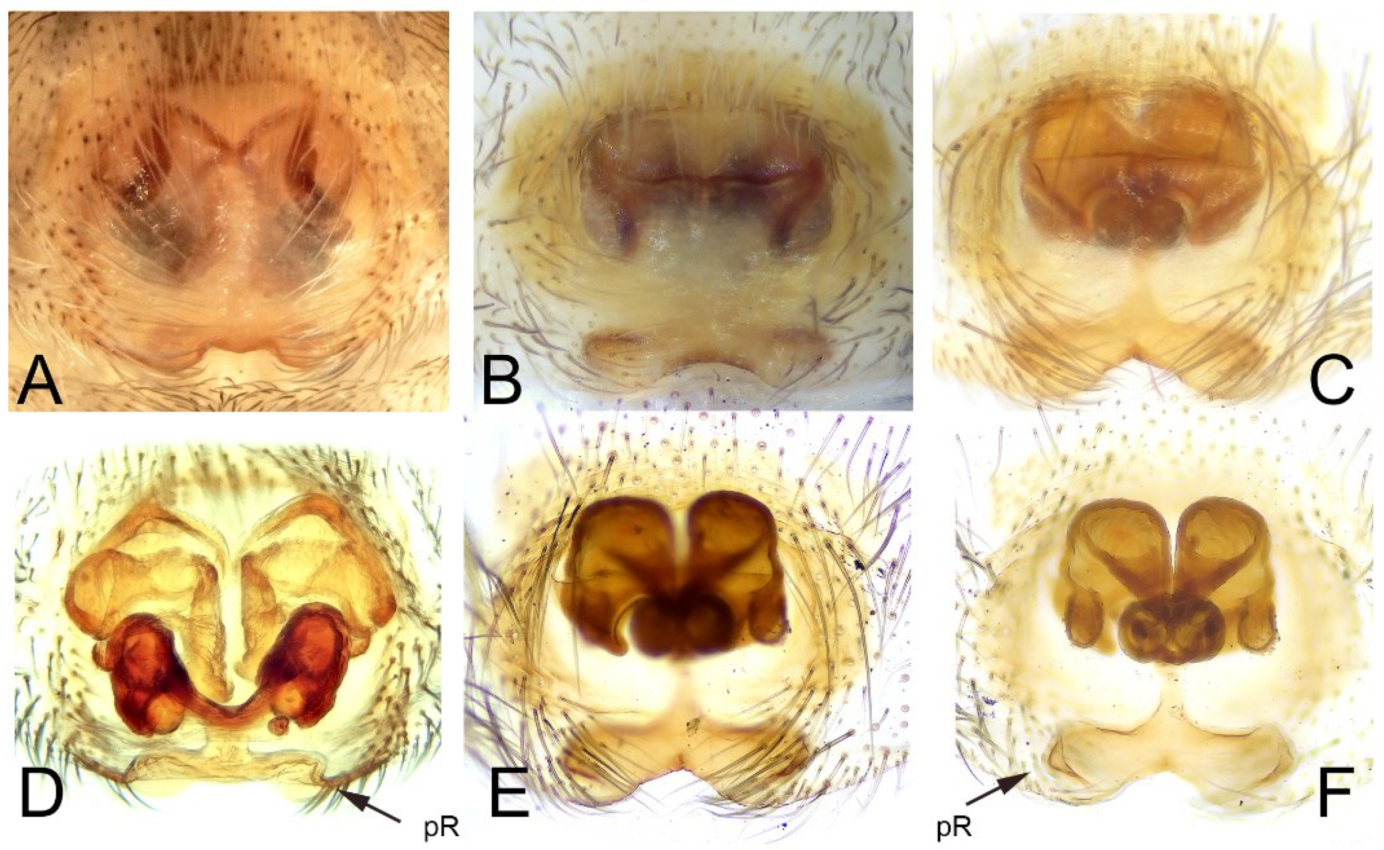 Diversity 16 00540 g018