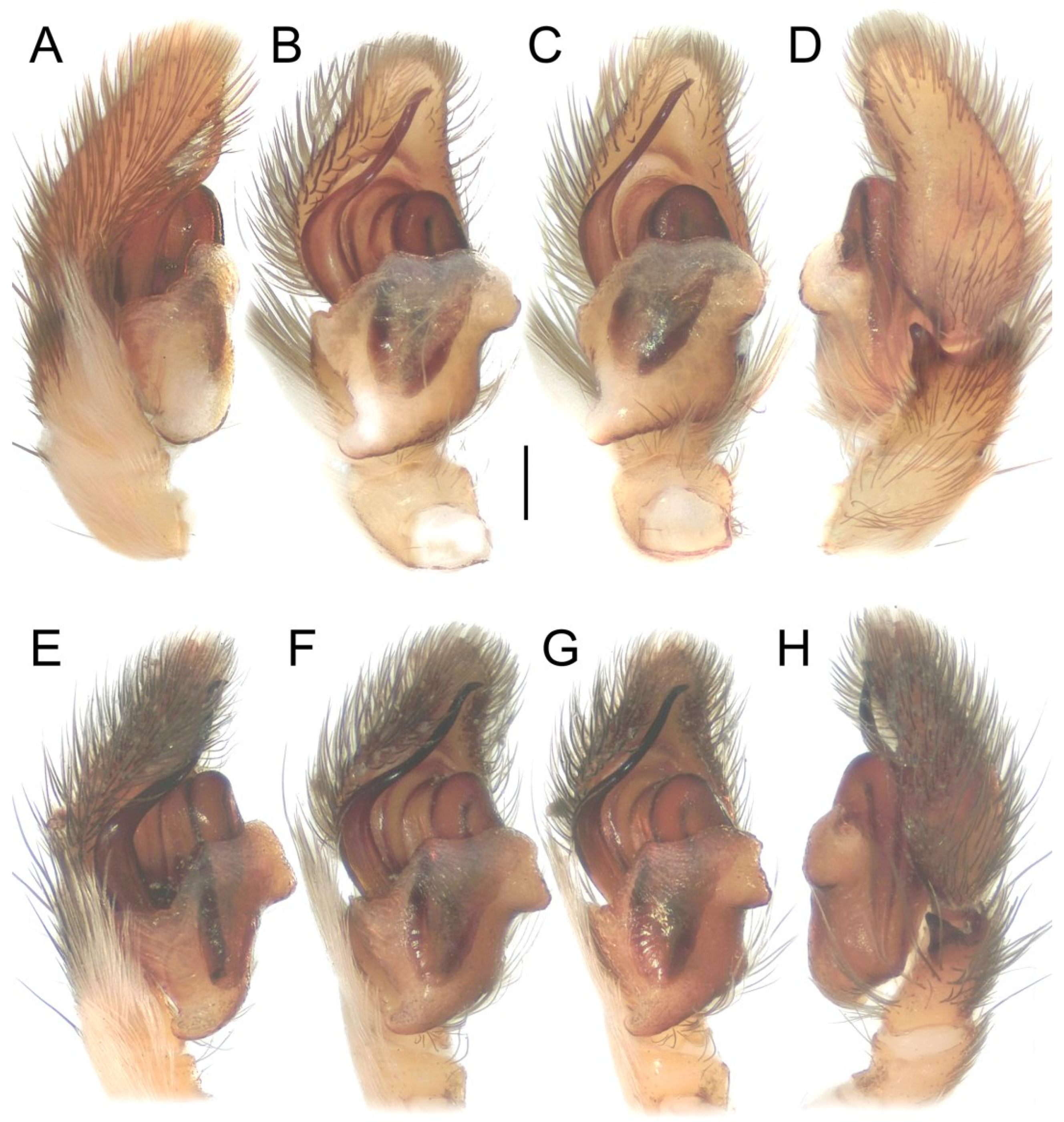 Diversity 16 00540 g020