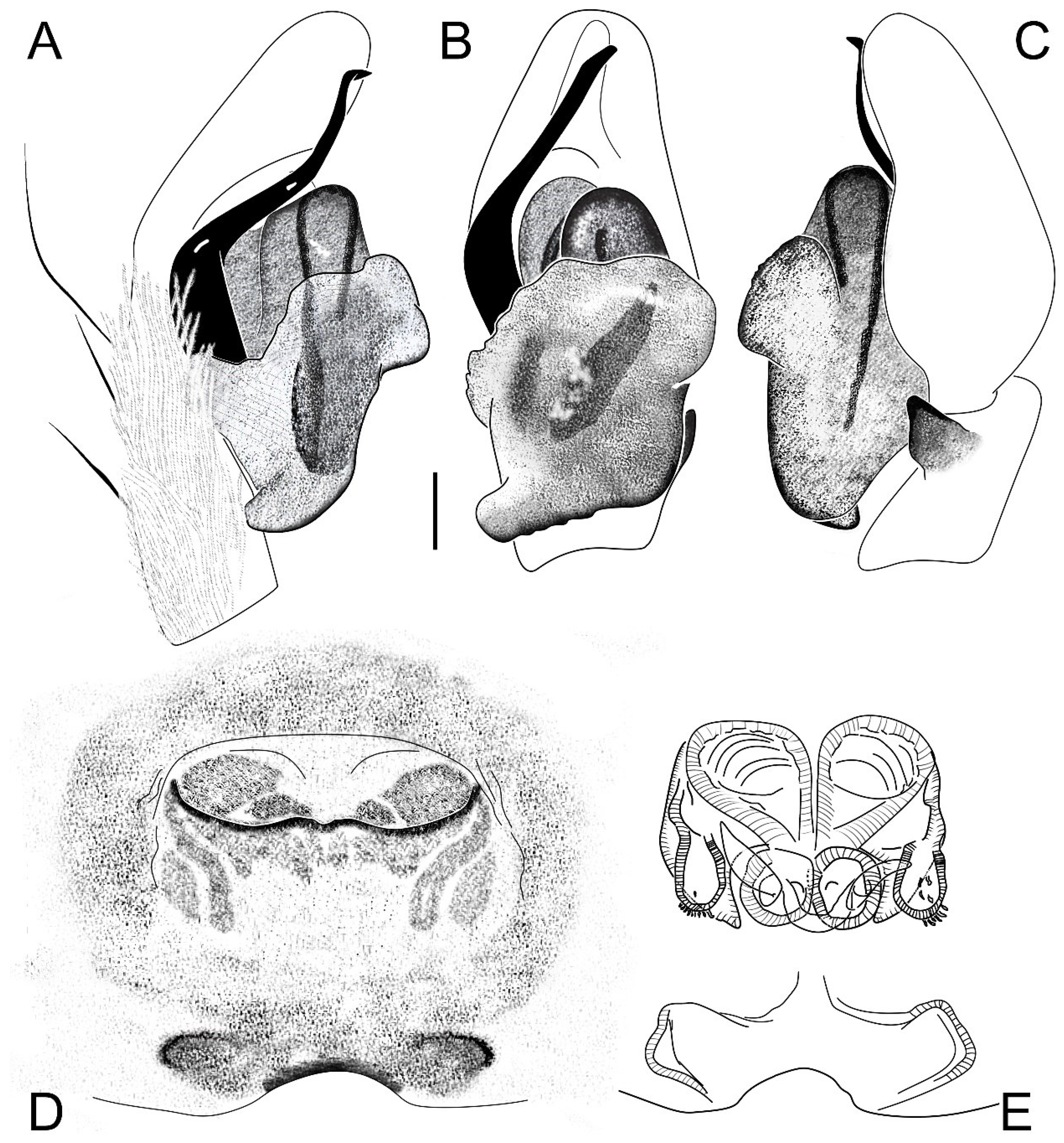 Diversity 16 00540 g021