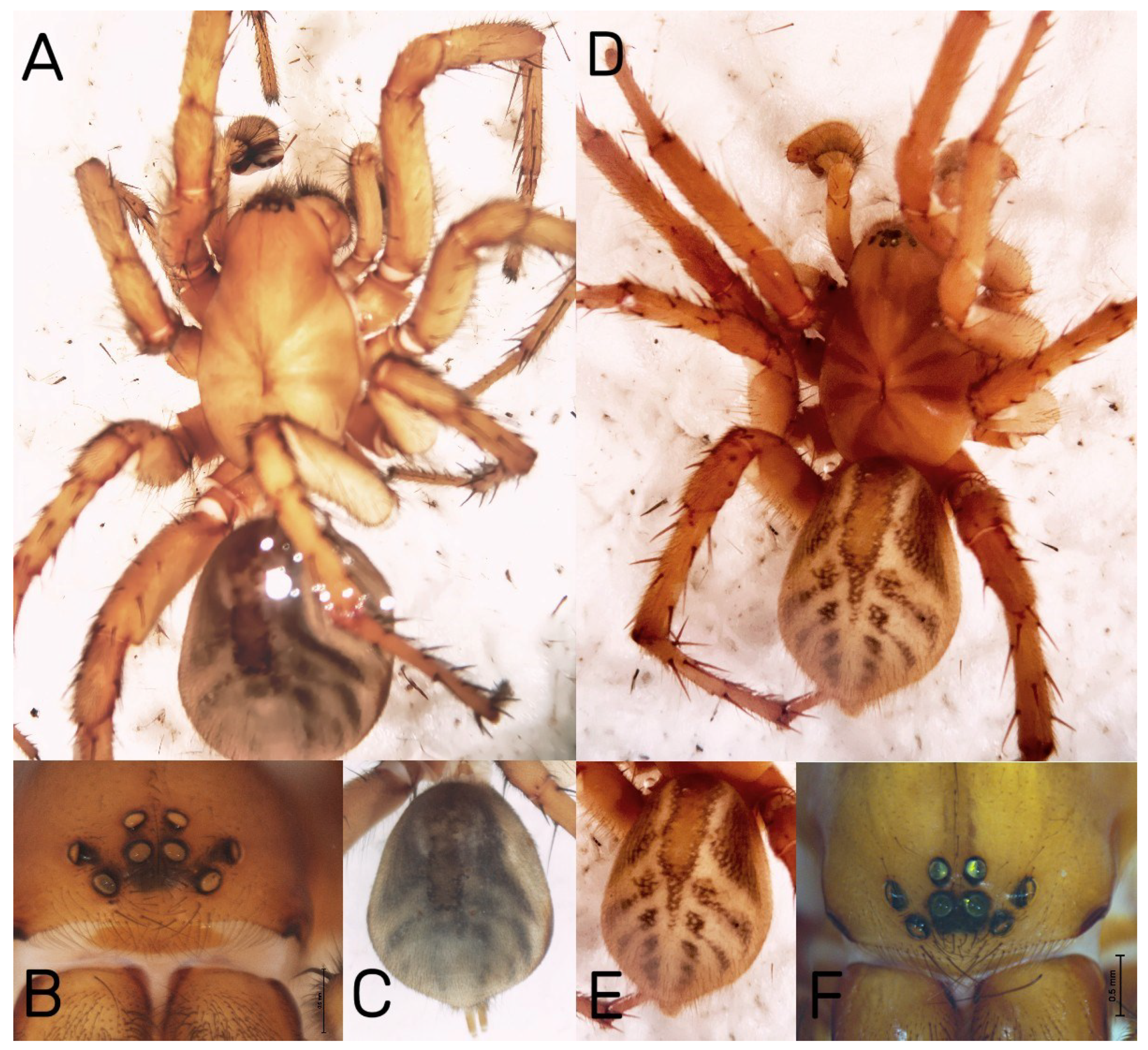 Diversity 16 00540 g022