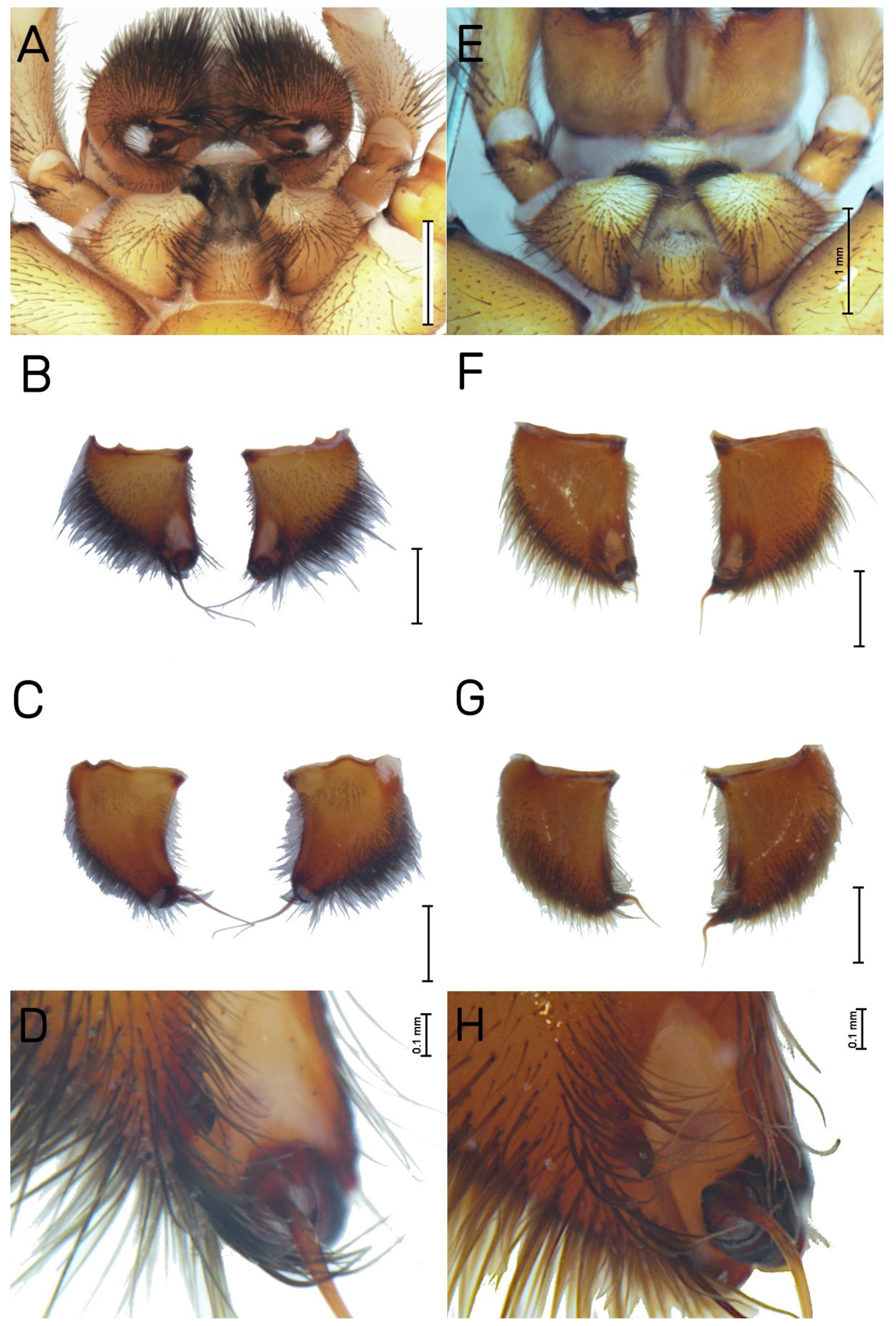 Diversity 16 00540 g025