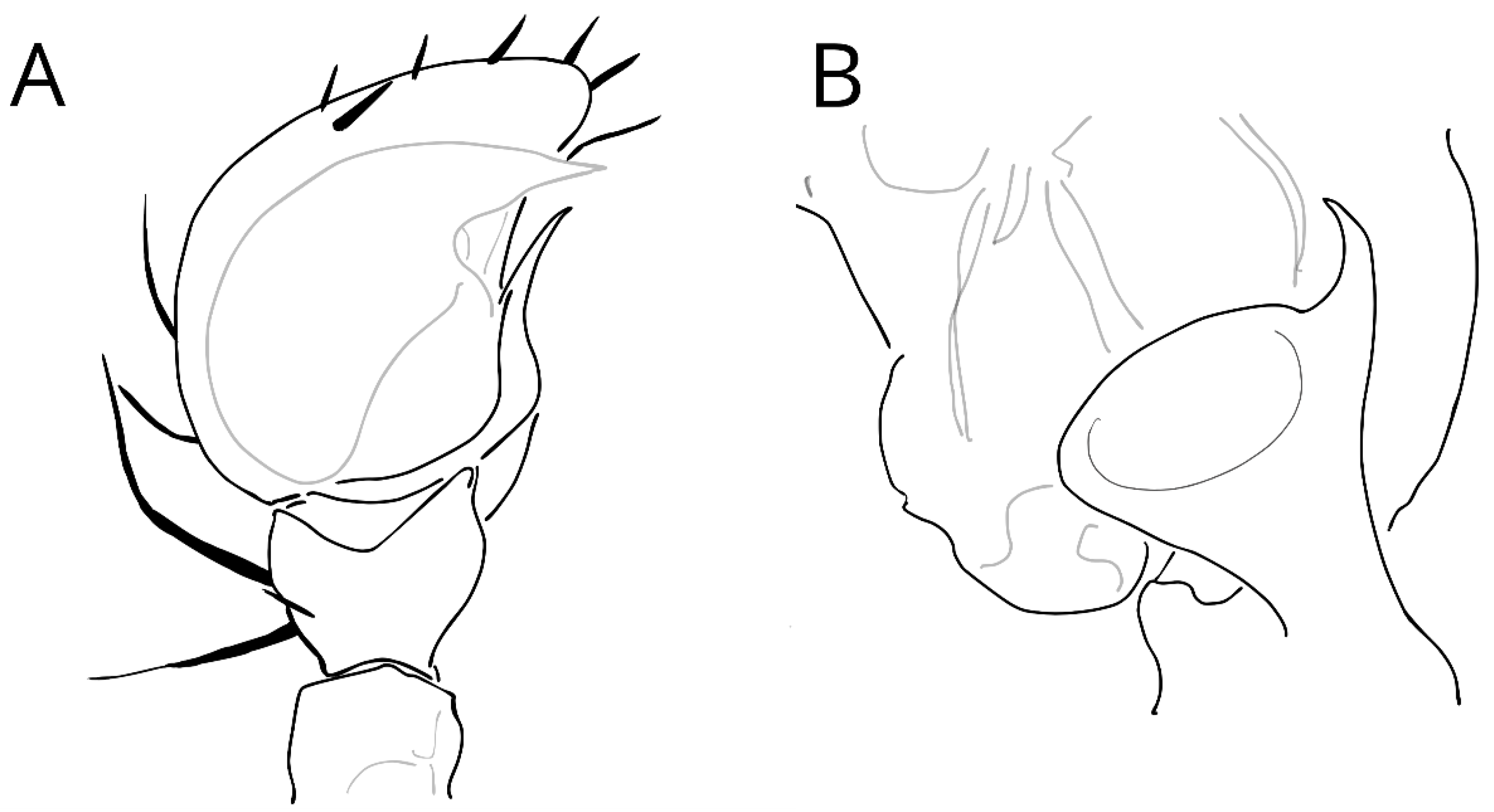 Diversity 16 00540 g026