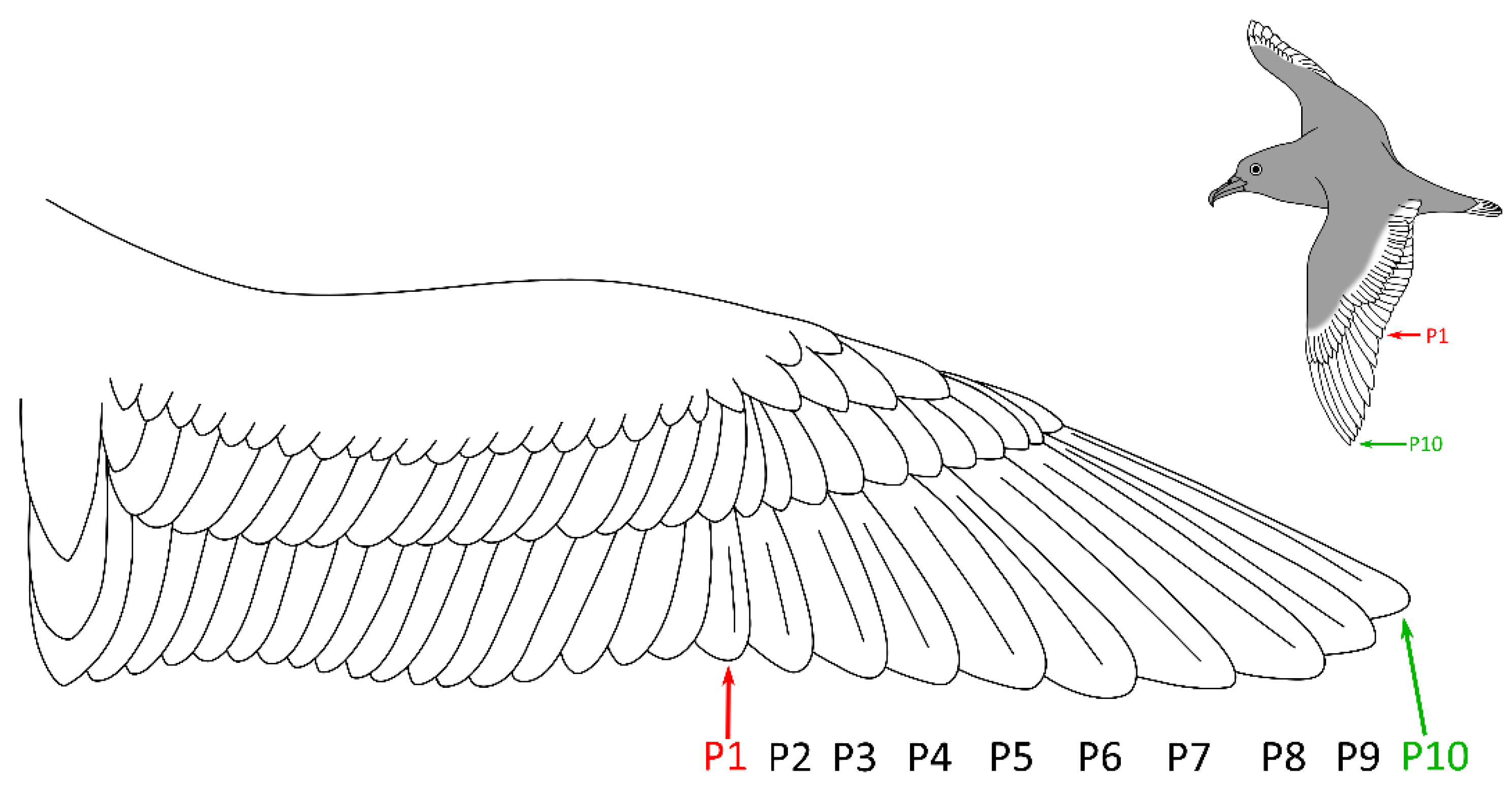 Diversity 16 00541 g002