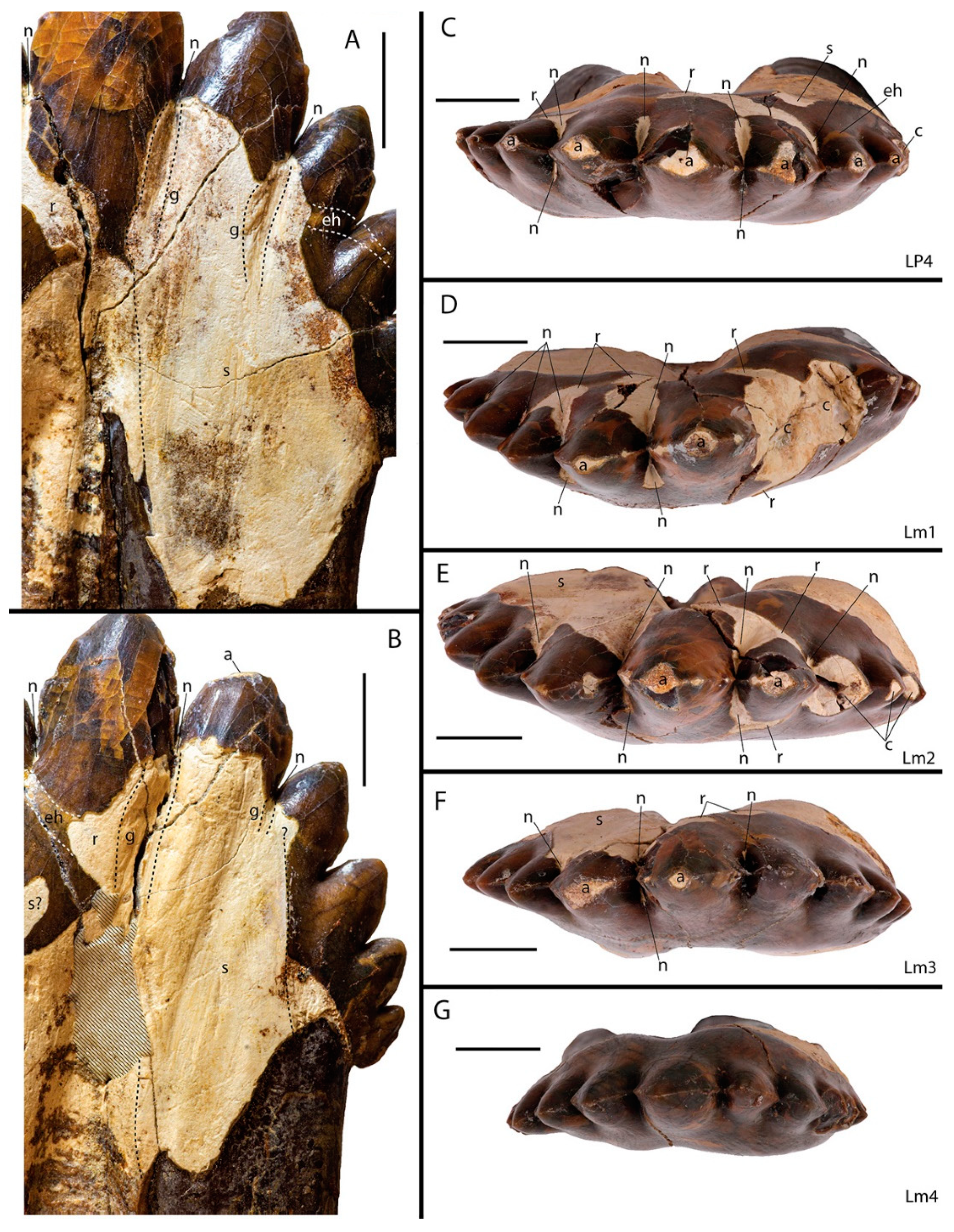 Diversity 16 00549 g001