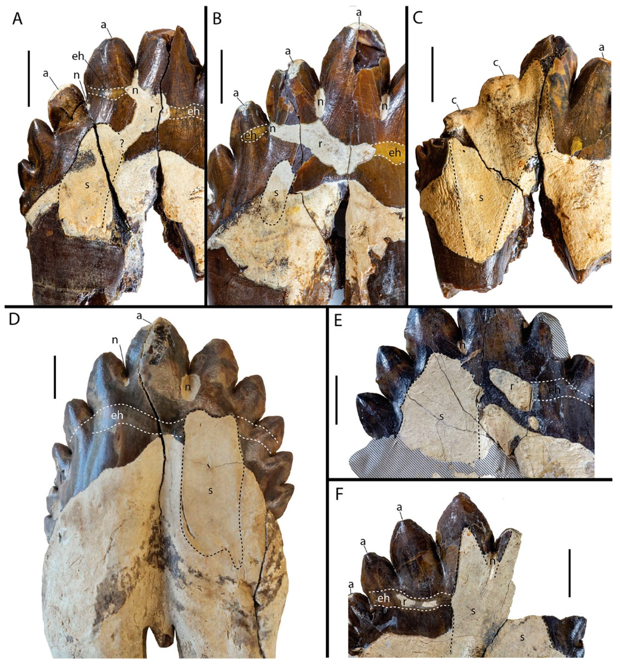 Diversity 16 00549 g002