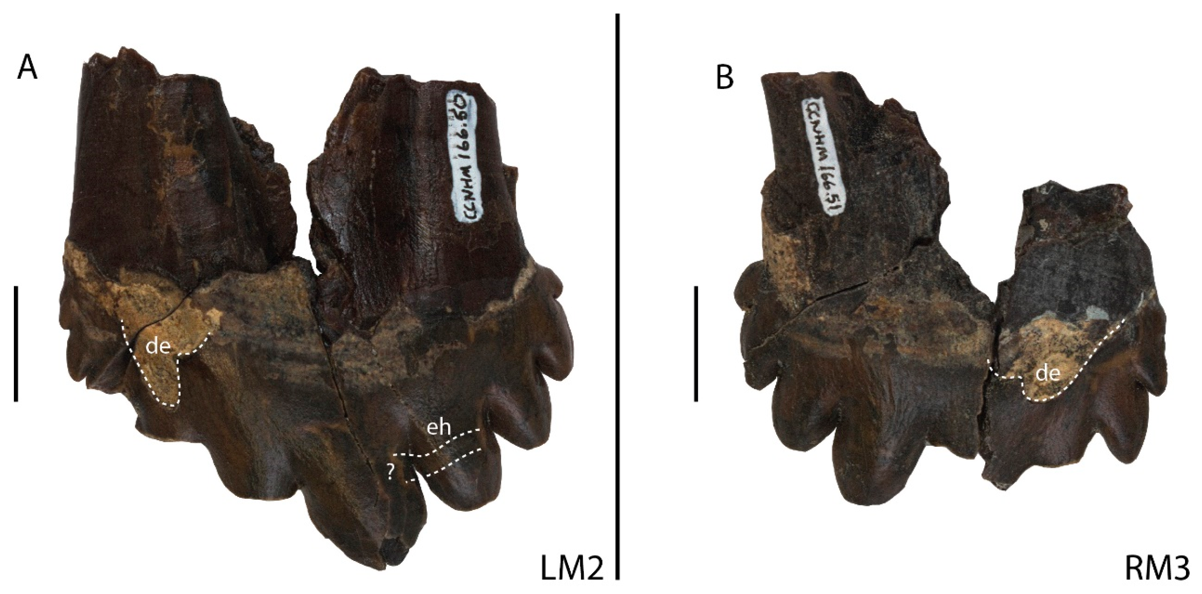 Diversity 16 00549 g003