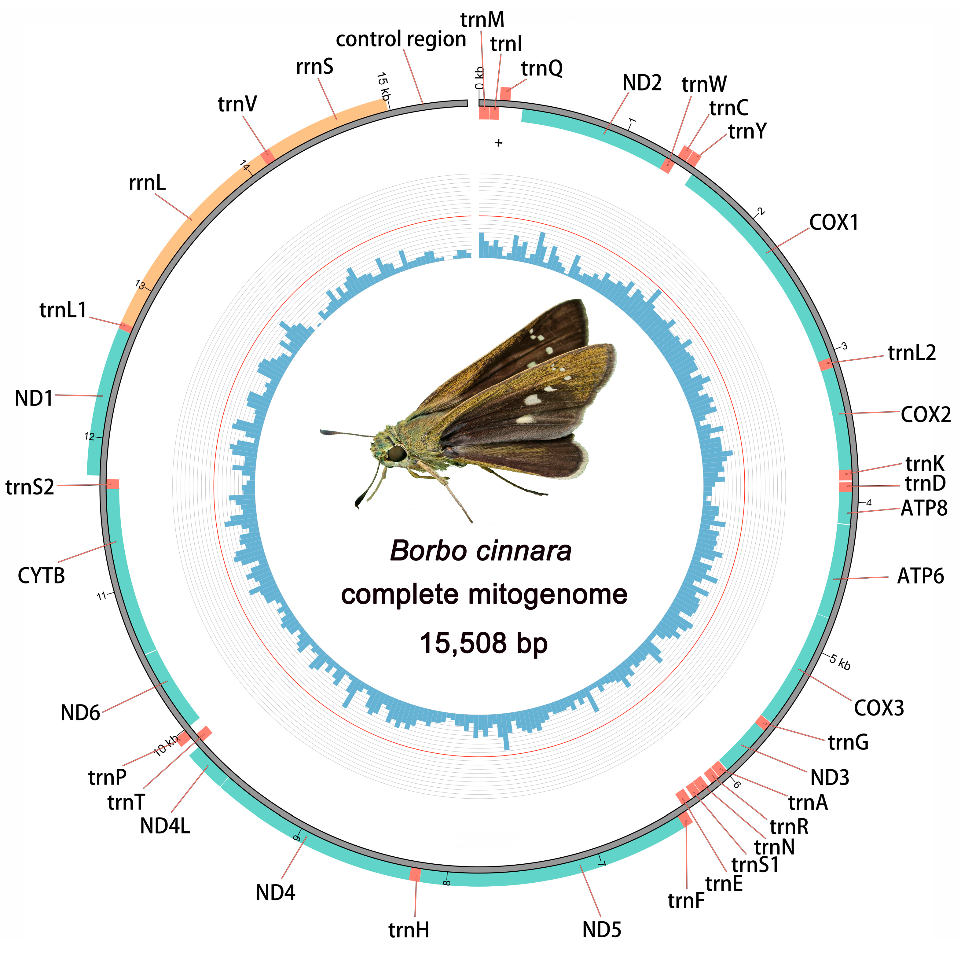 Diversity 16 00560 g001