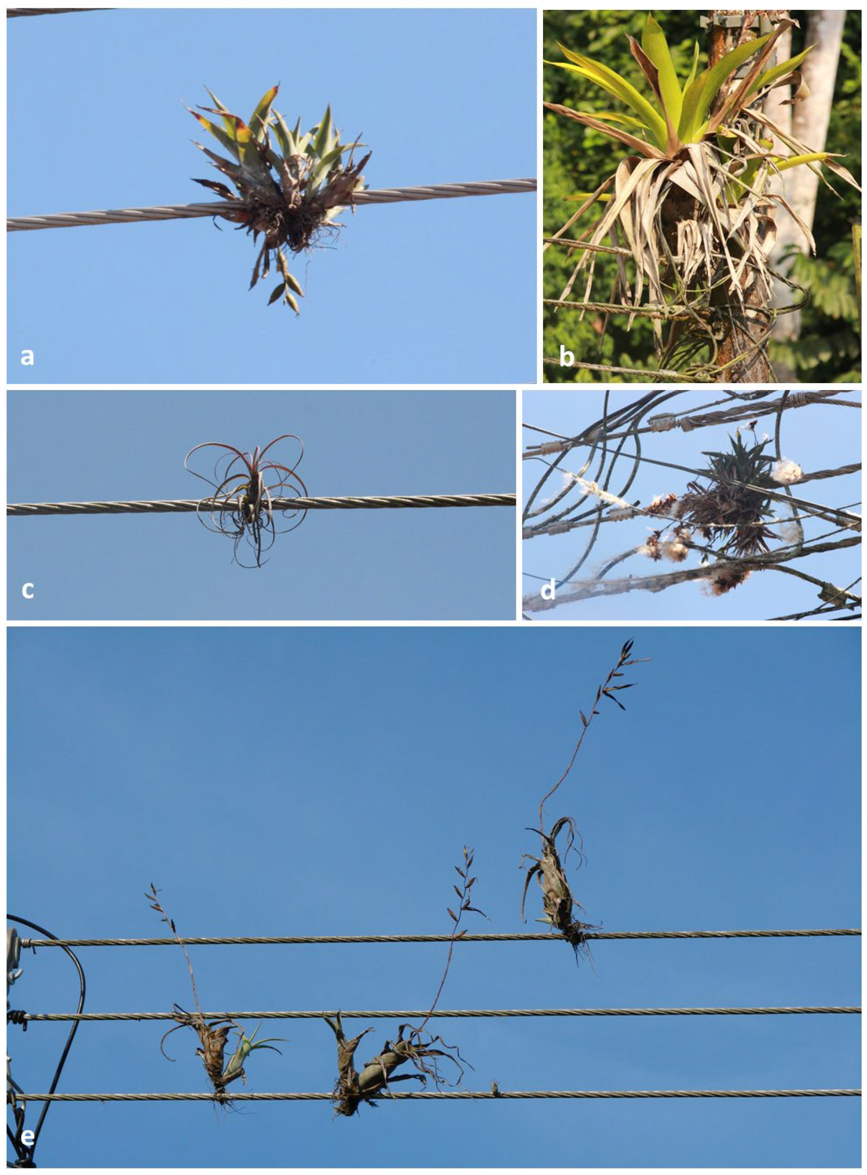 Diversity 16 00573 g001 Diversity 16 00573 g001