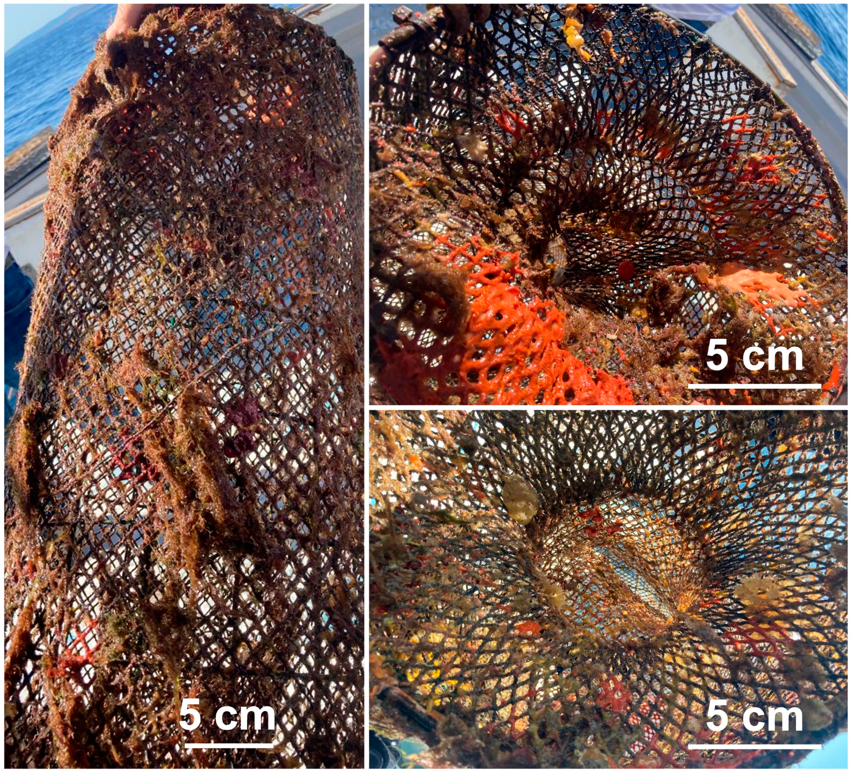 Diversity 16 00575 g003