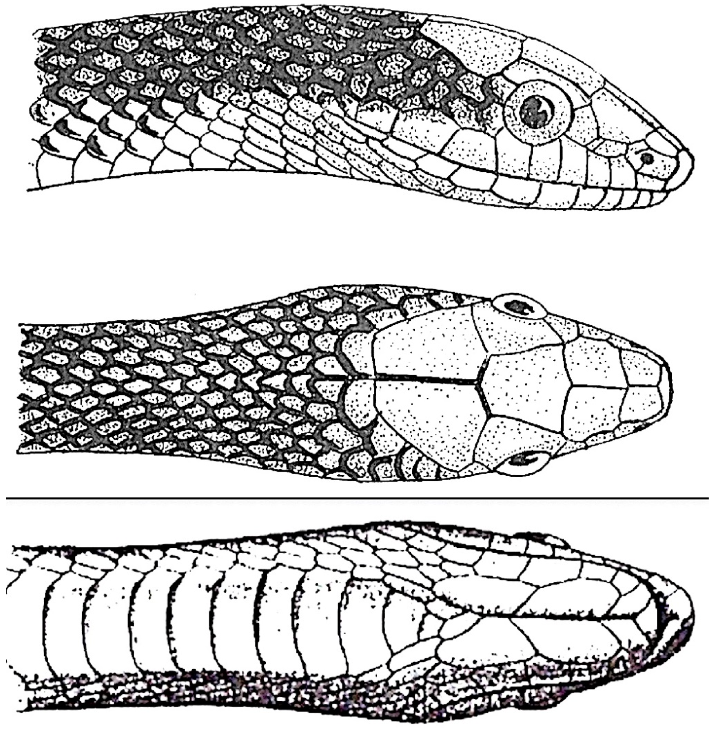 Diversity 16 00576 g001 Diversity 16 00576 g001