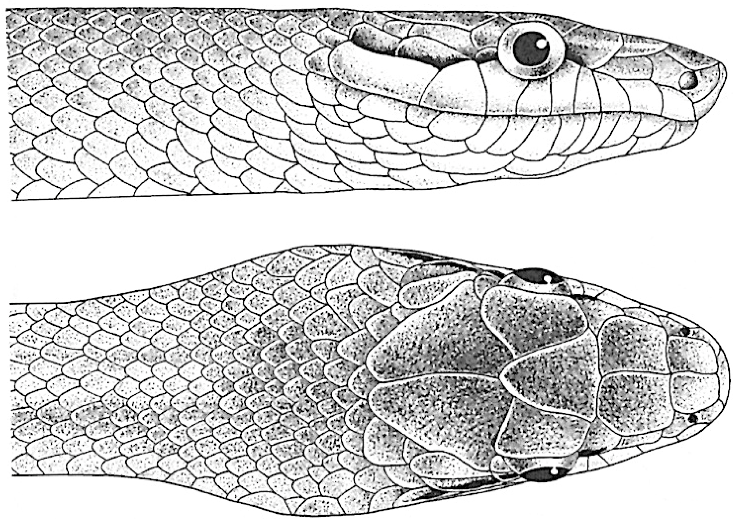 Diversity 16 00576 g004 Diversity 16 00576 g004