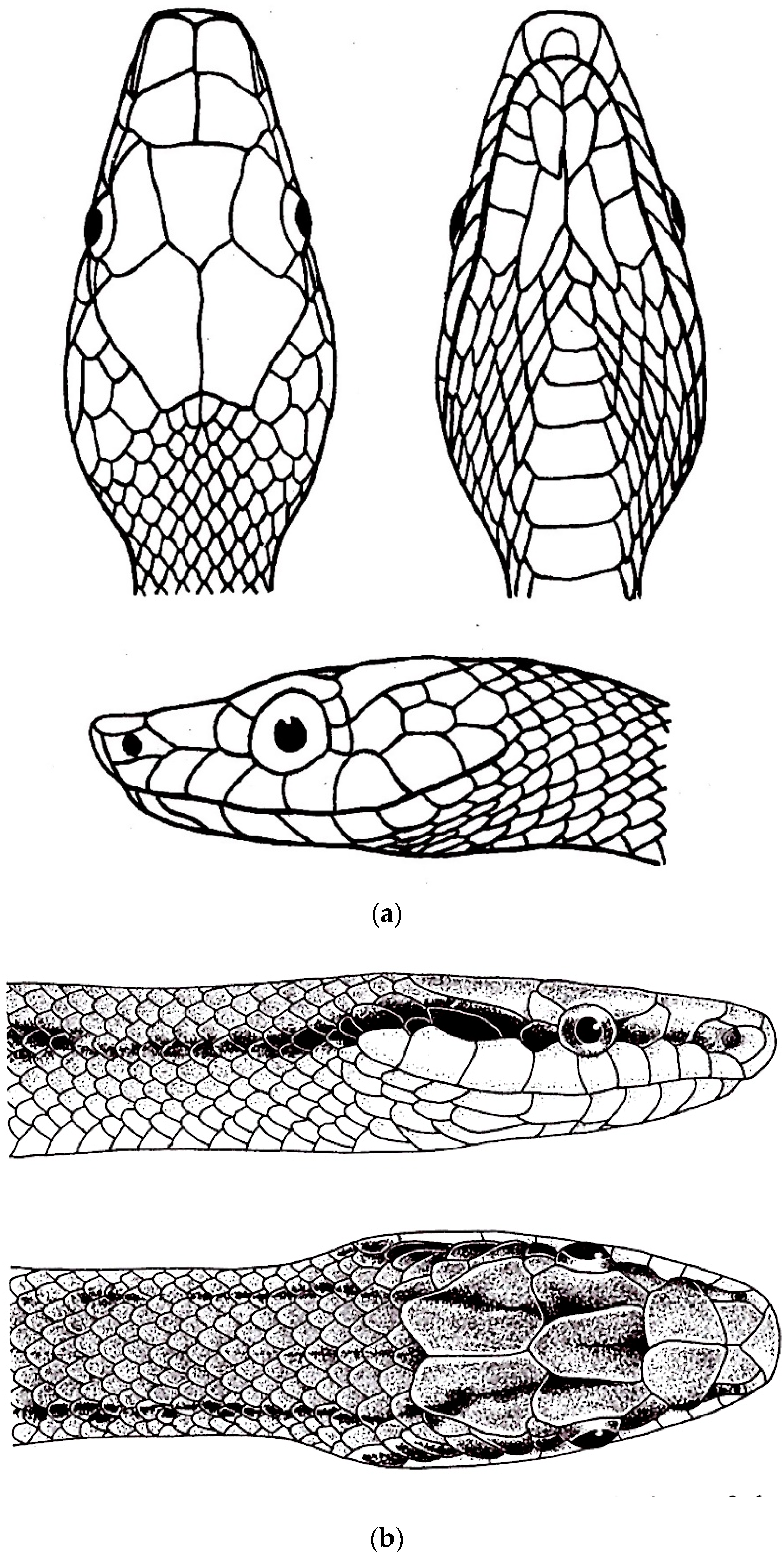 Diversity 16 00576 g008 Diversity 16 00576 g008