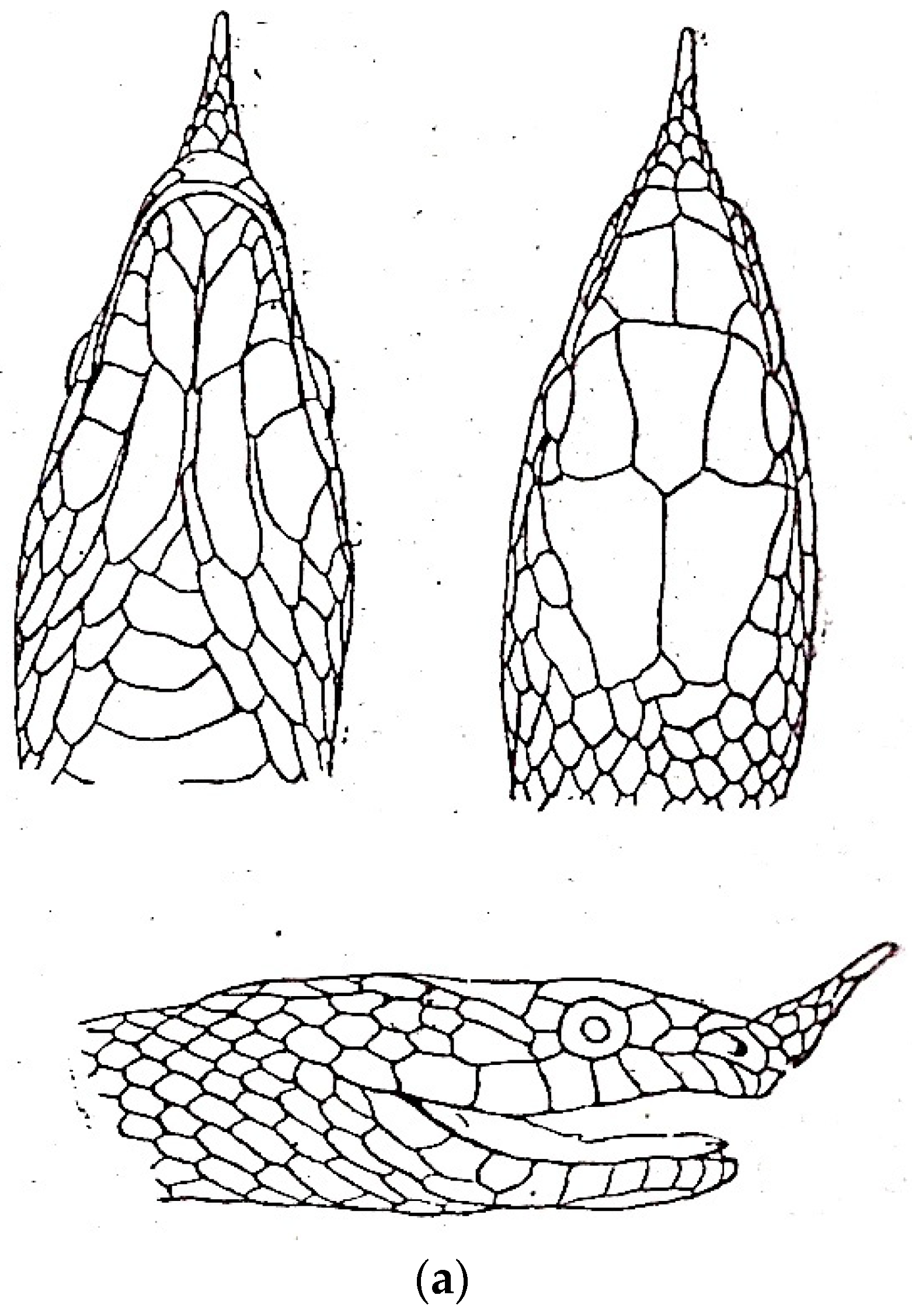 Diversity 16 00576 g011a Diversity 16 00576 g011a