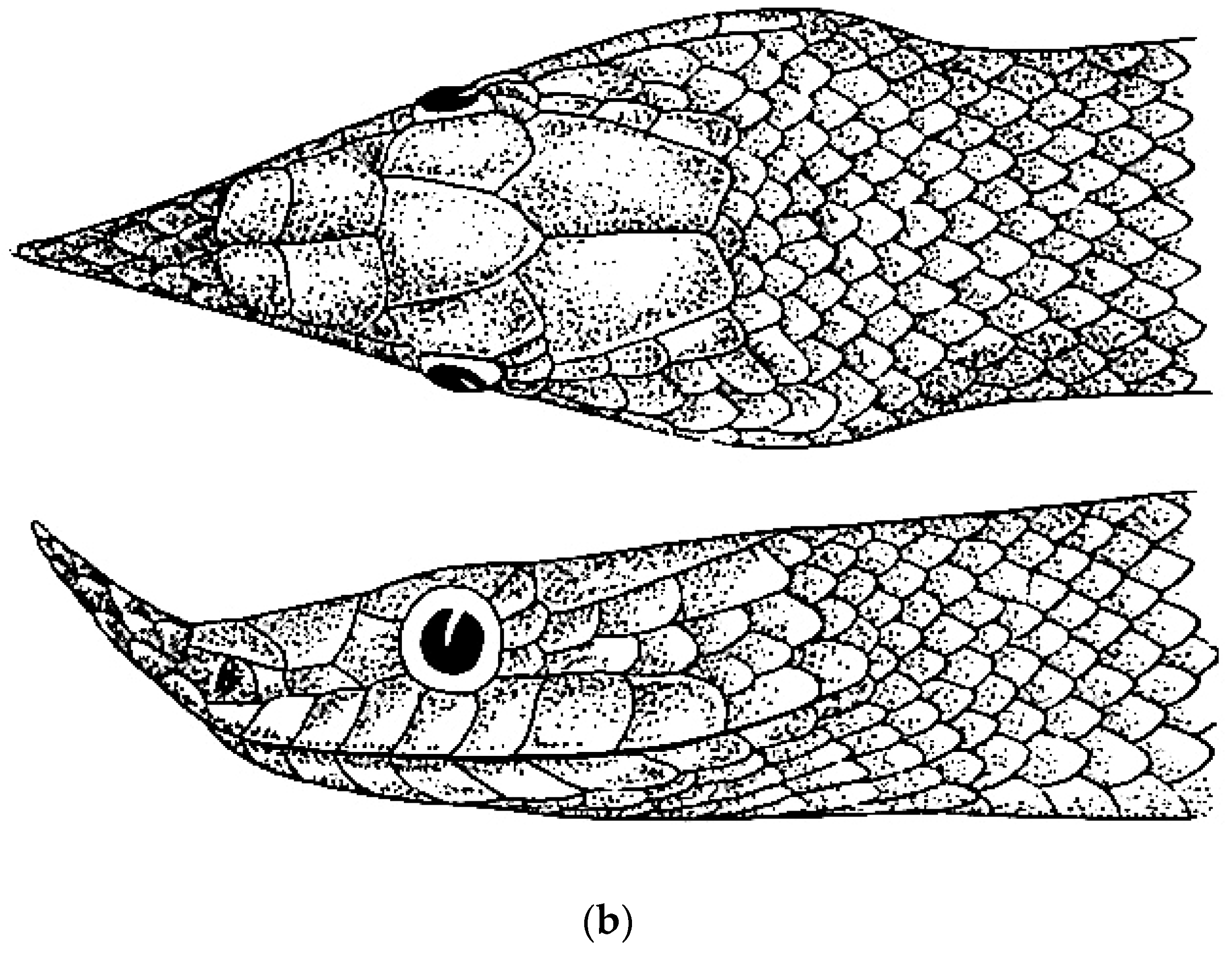 Diversity 16 00576 g011b Diversity 16 00576 g011b