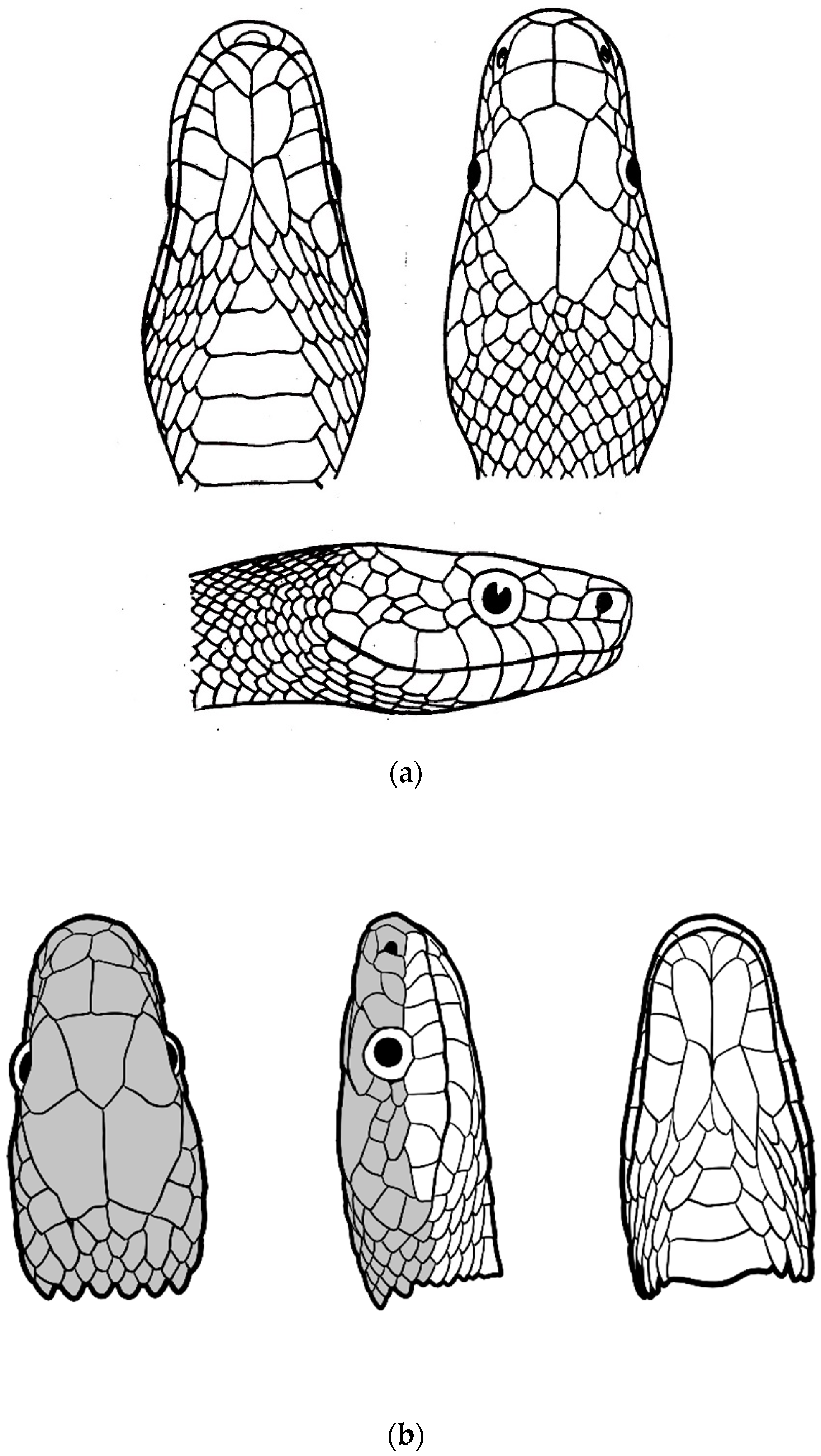 Diversity 16 00576 g016 Diversity 16 00576 g016