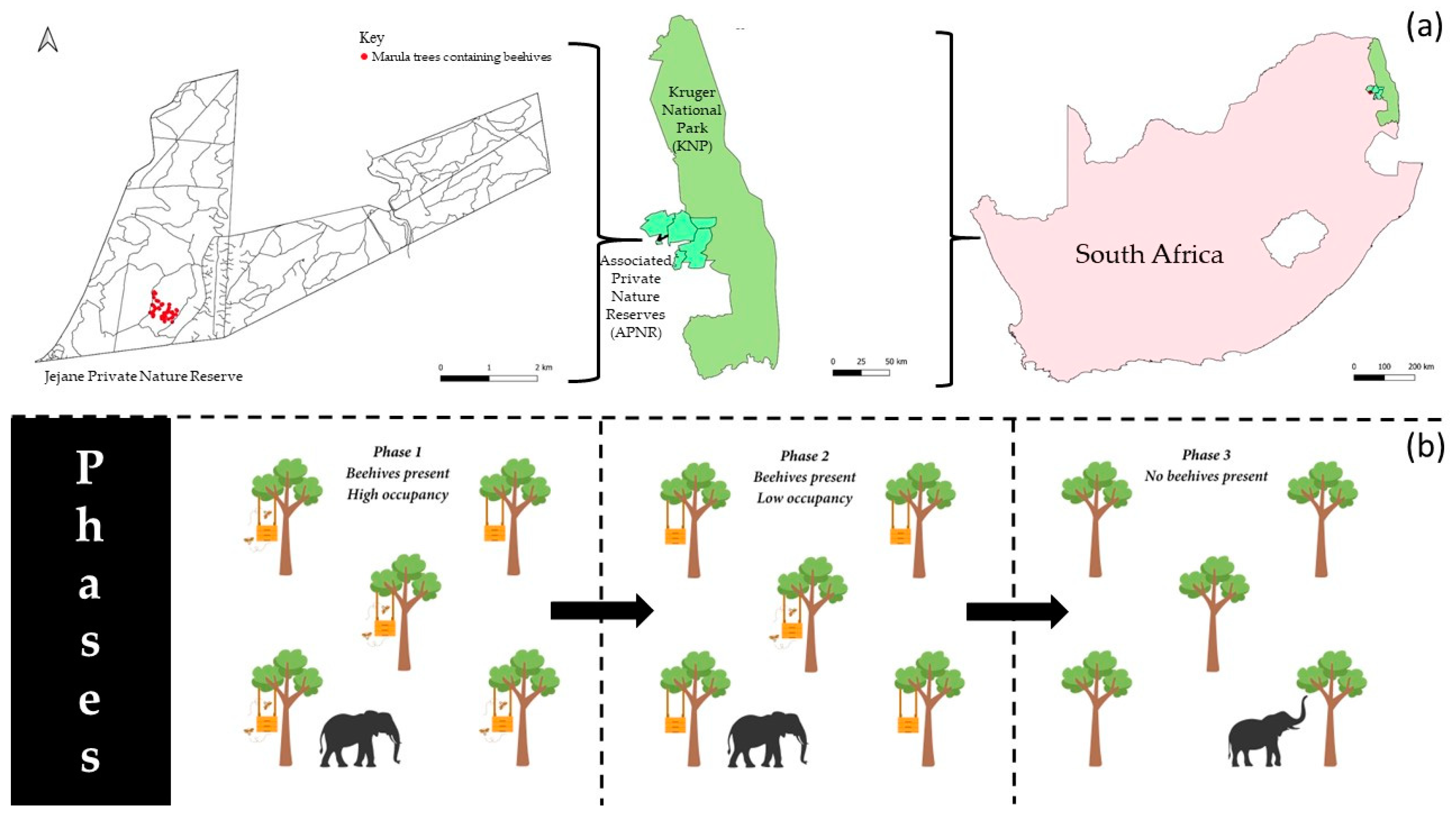Diversity 16 00577 g001