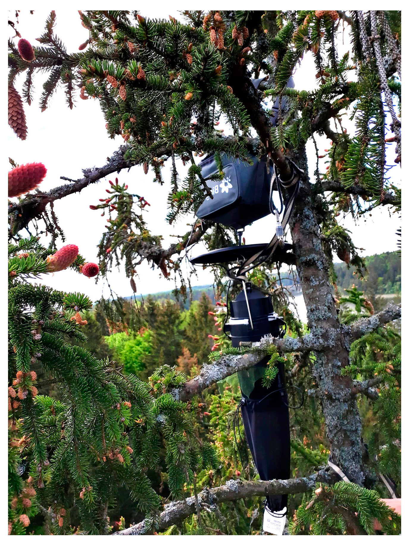 Diversity 16 00585 g001