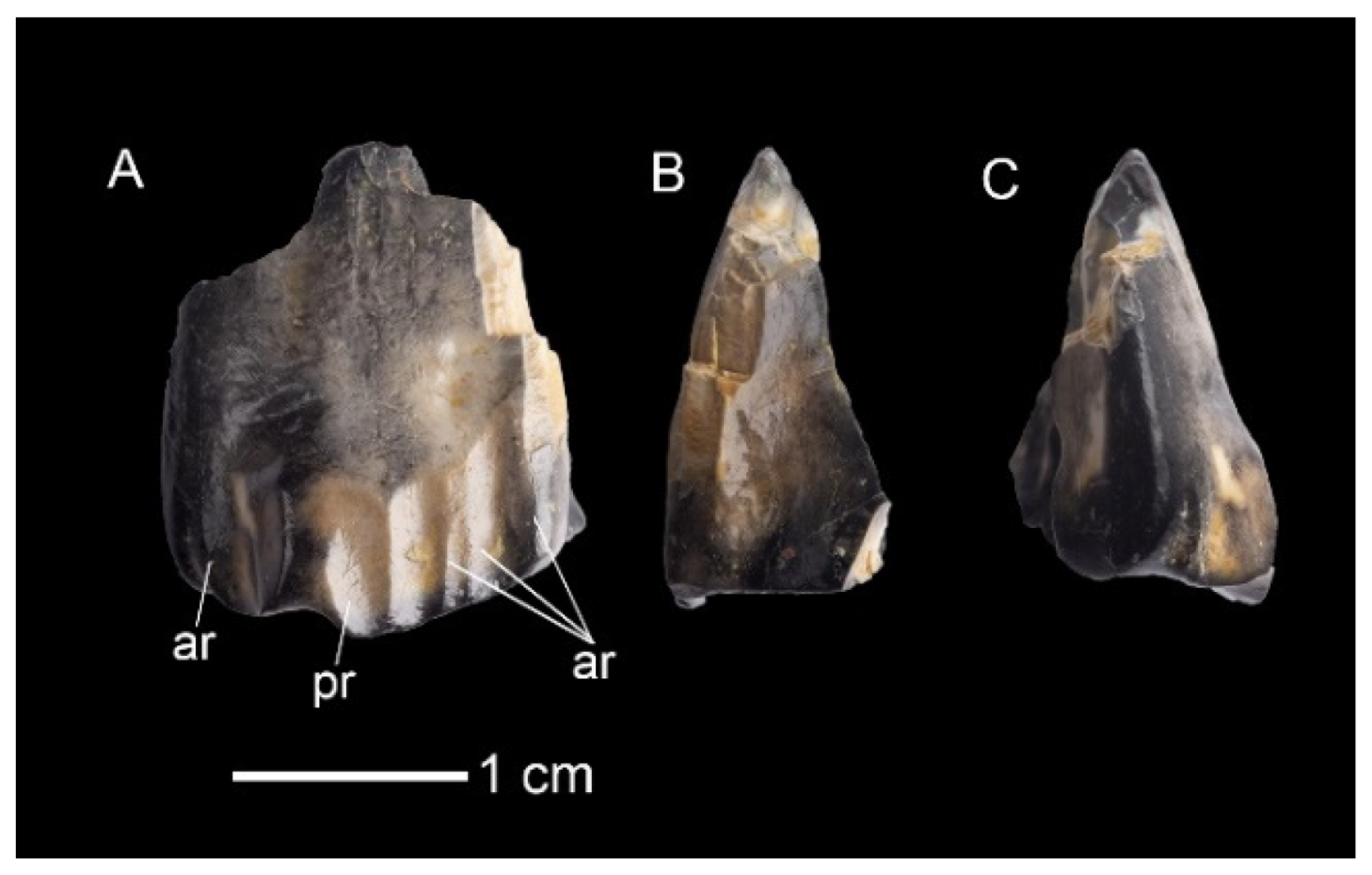 Diversity 16 00586 g003
