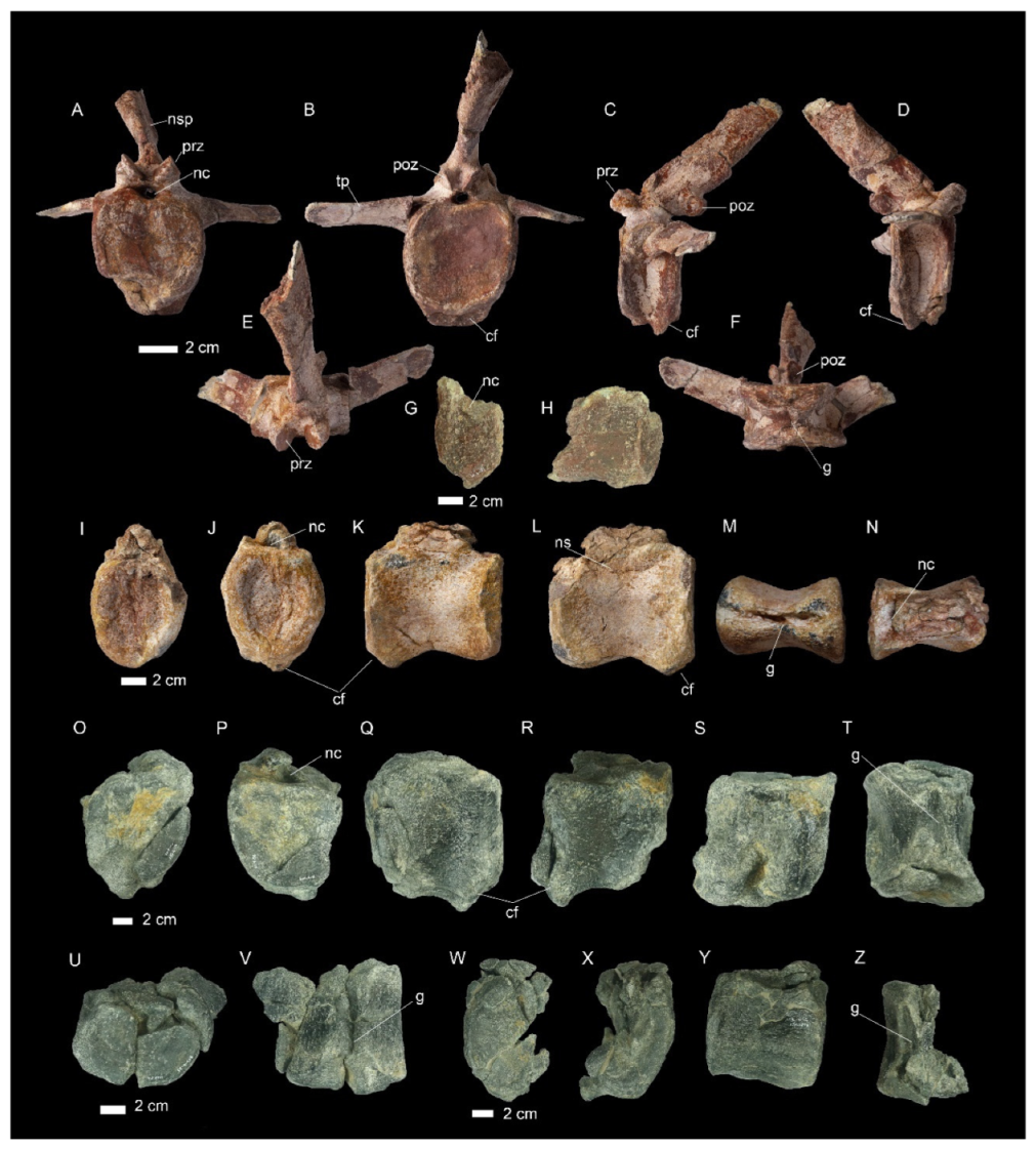 Diversity 16 00586 g006