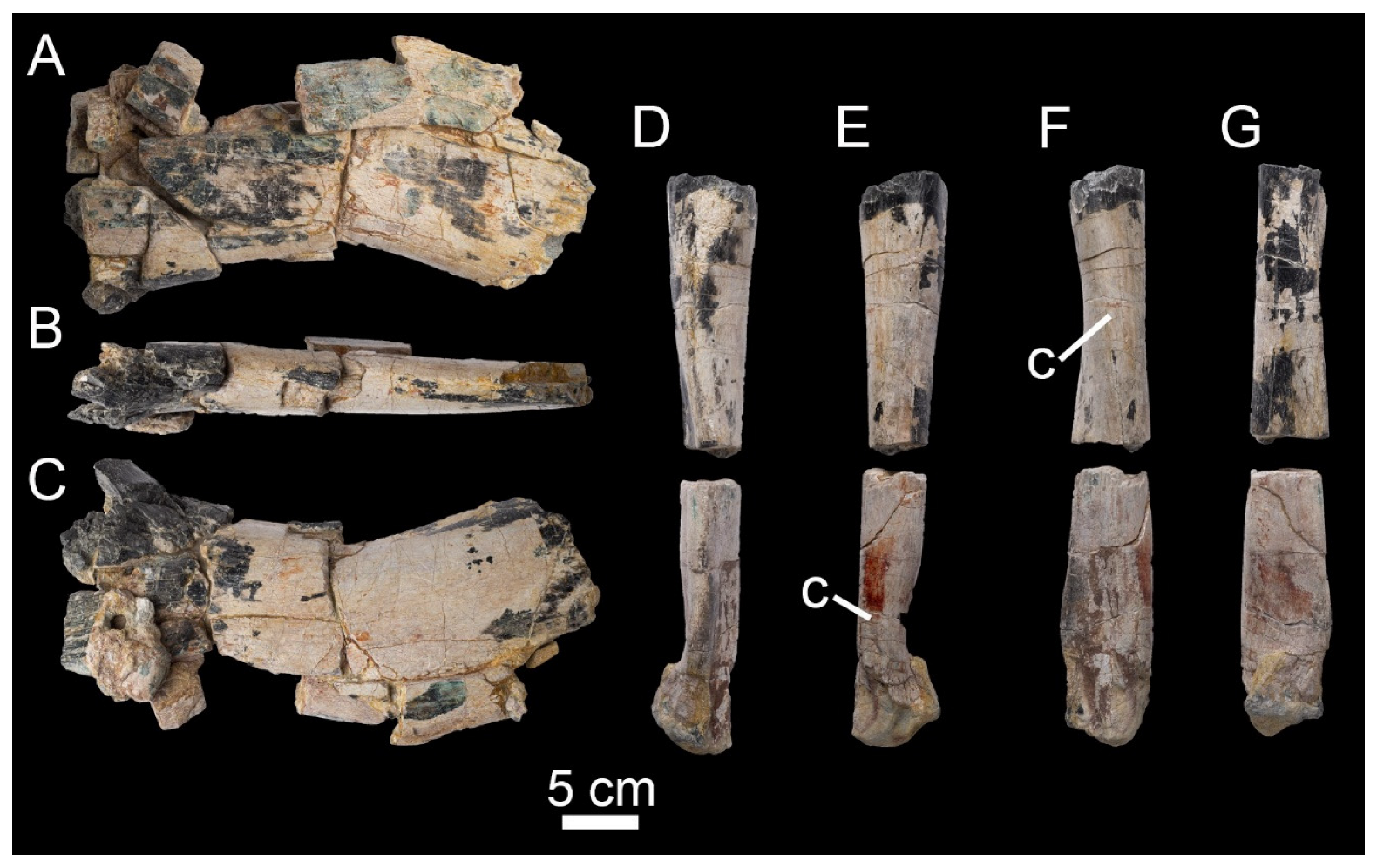 Diversity 16 00586 g011