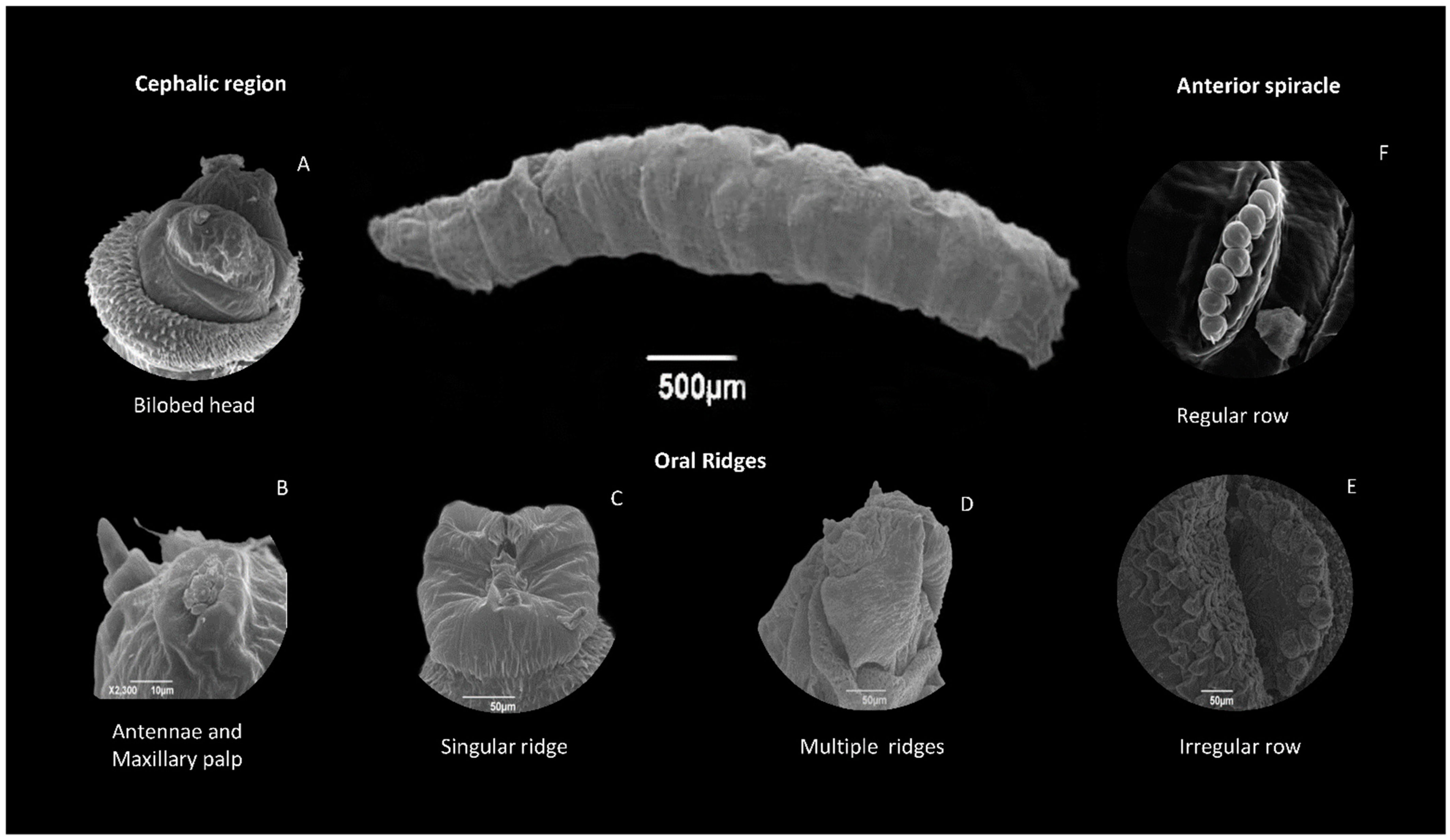 Diversity 16 00599 g002 Diversity 16 00599 g002