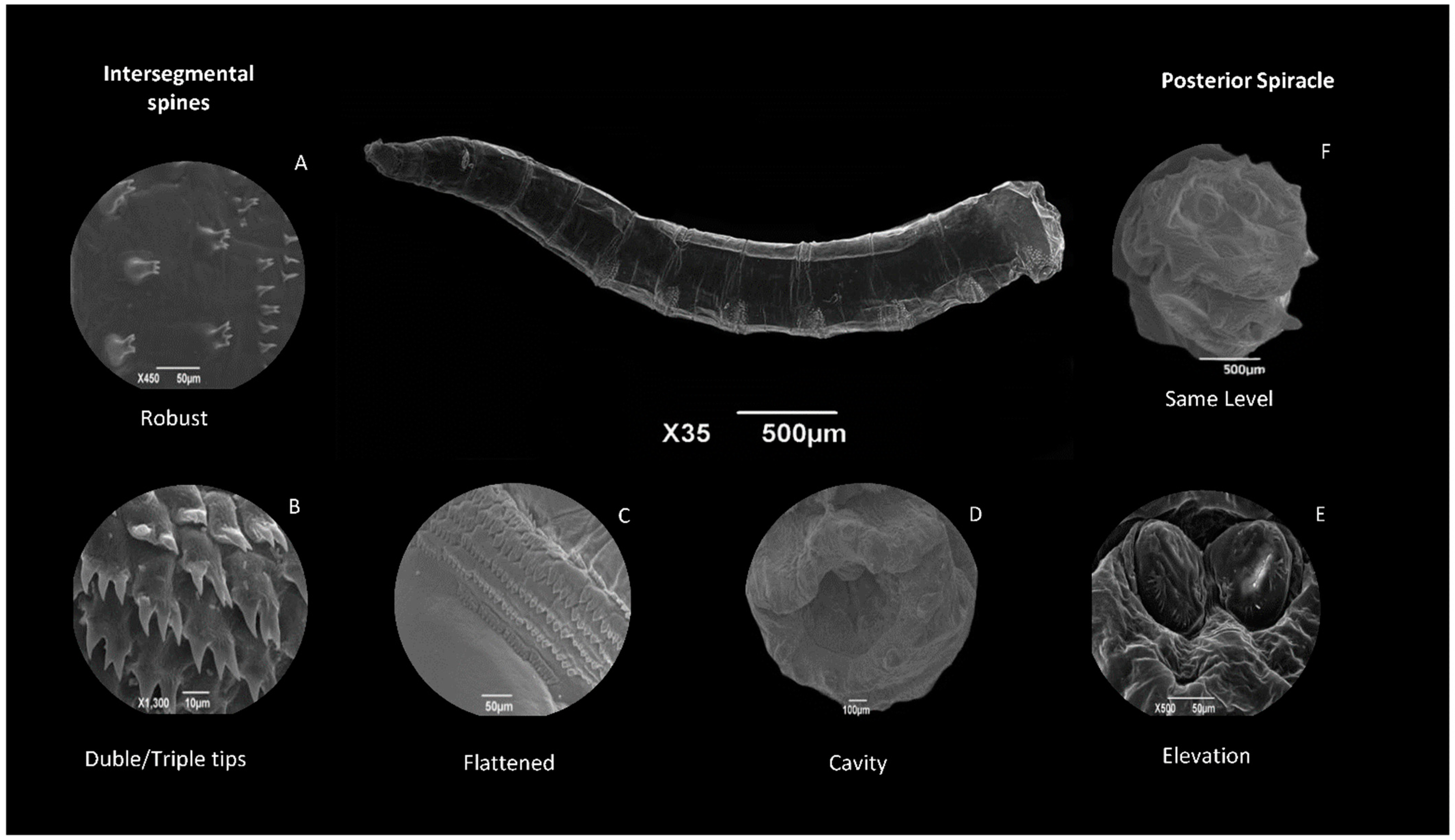 Diversity 16 00599 g003 Diversity 16 00599 g003