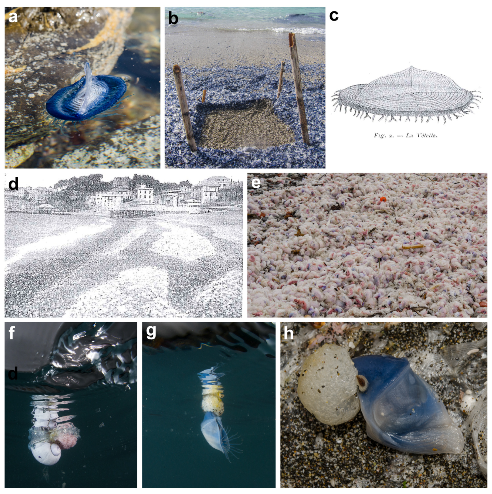 Diversity 16 00629 g005 Diversity 16 00629 g005