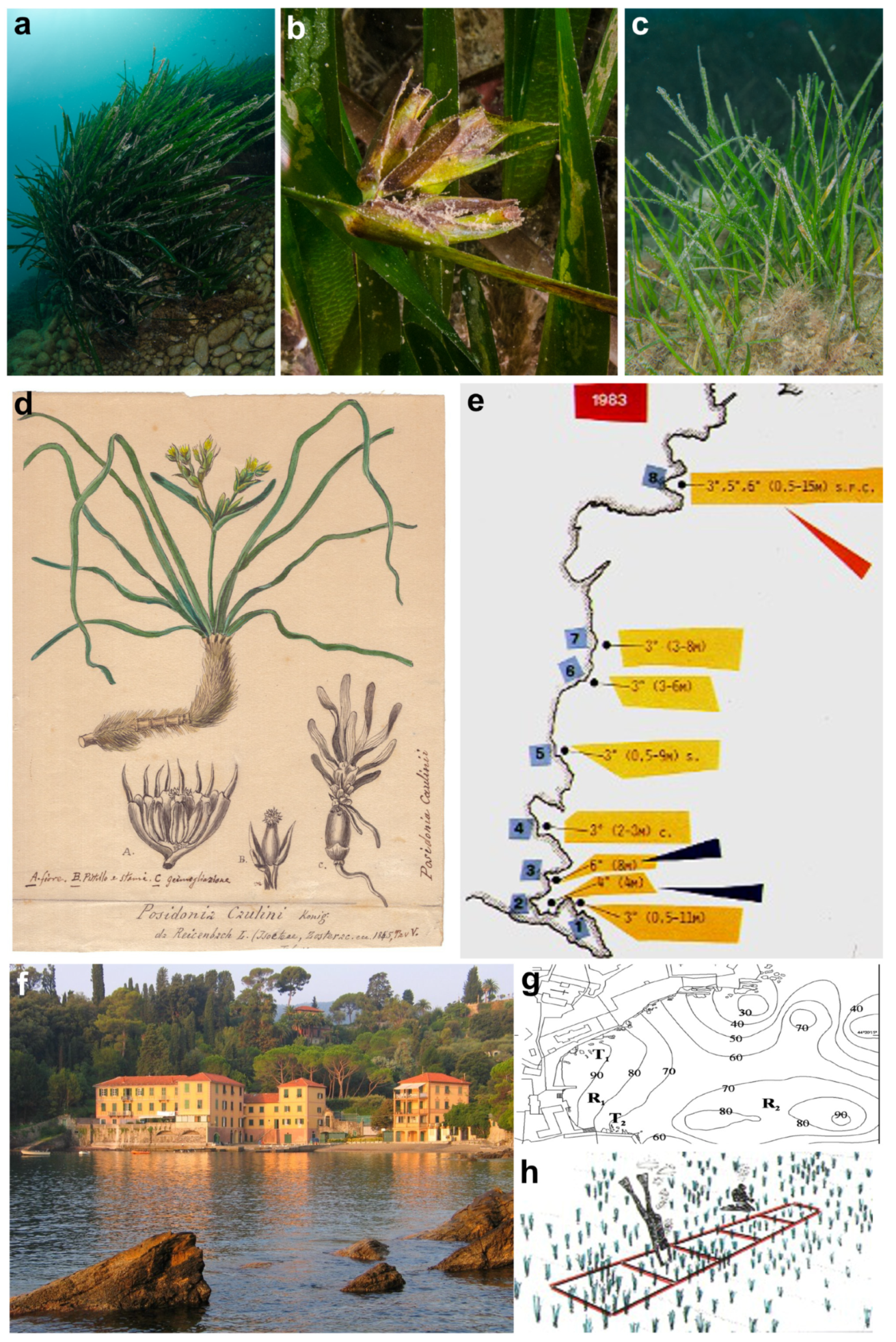 Diversity 16 00629 g007 Diversity 16 00629 g007