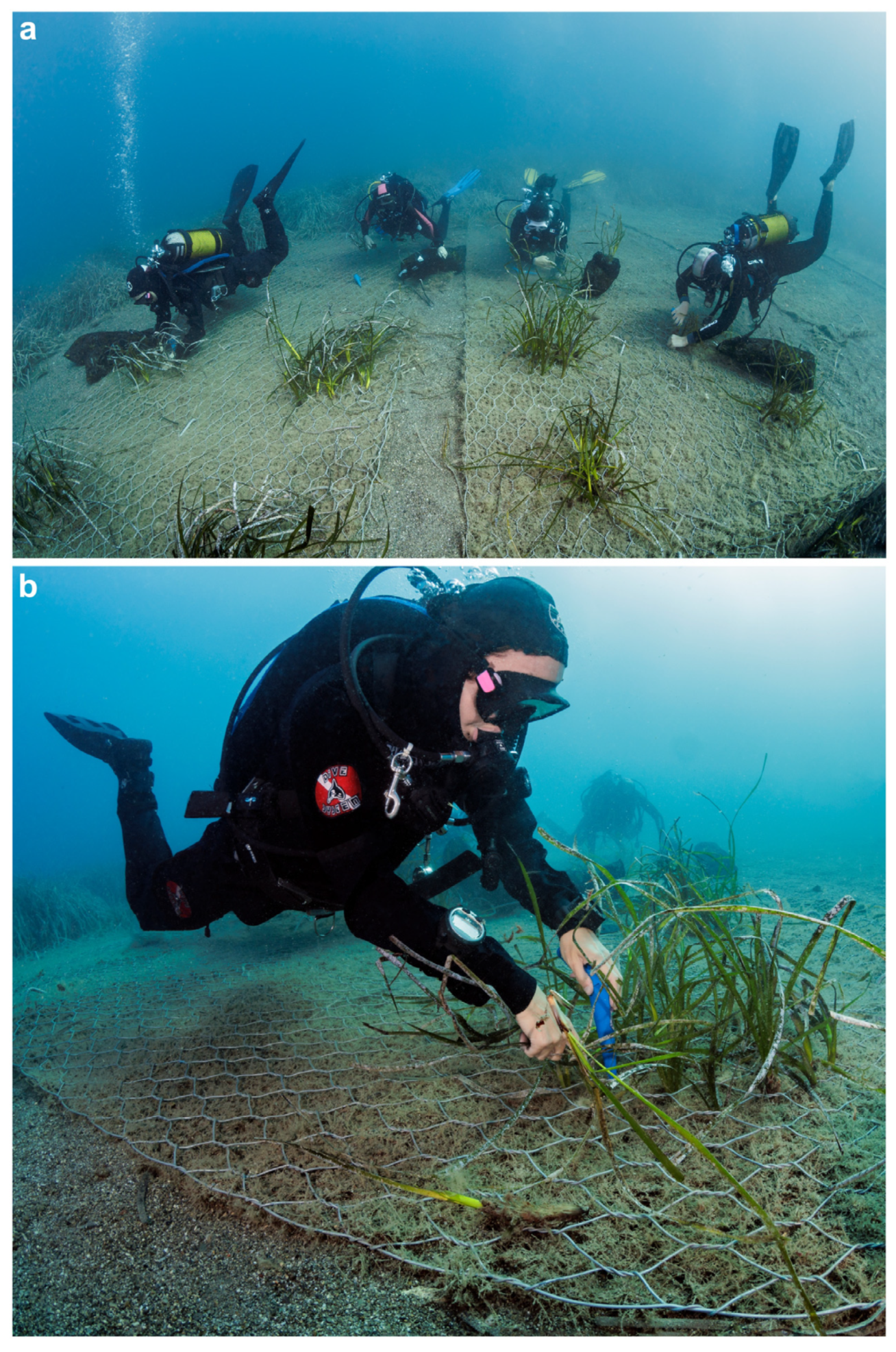 Diversity 16 00629 g008 Diversity 16 00629 g008