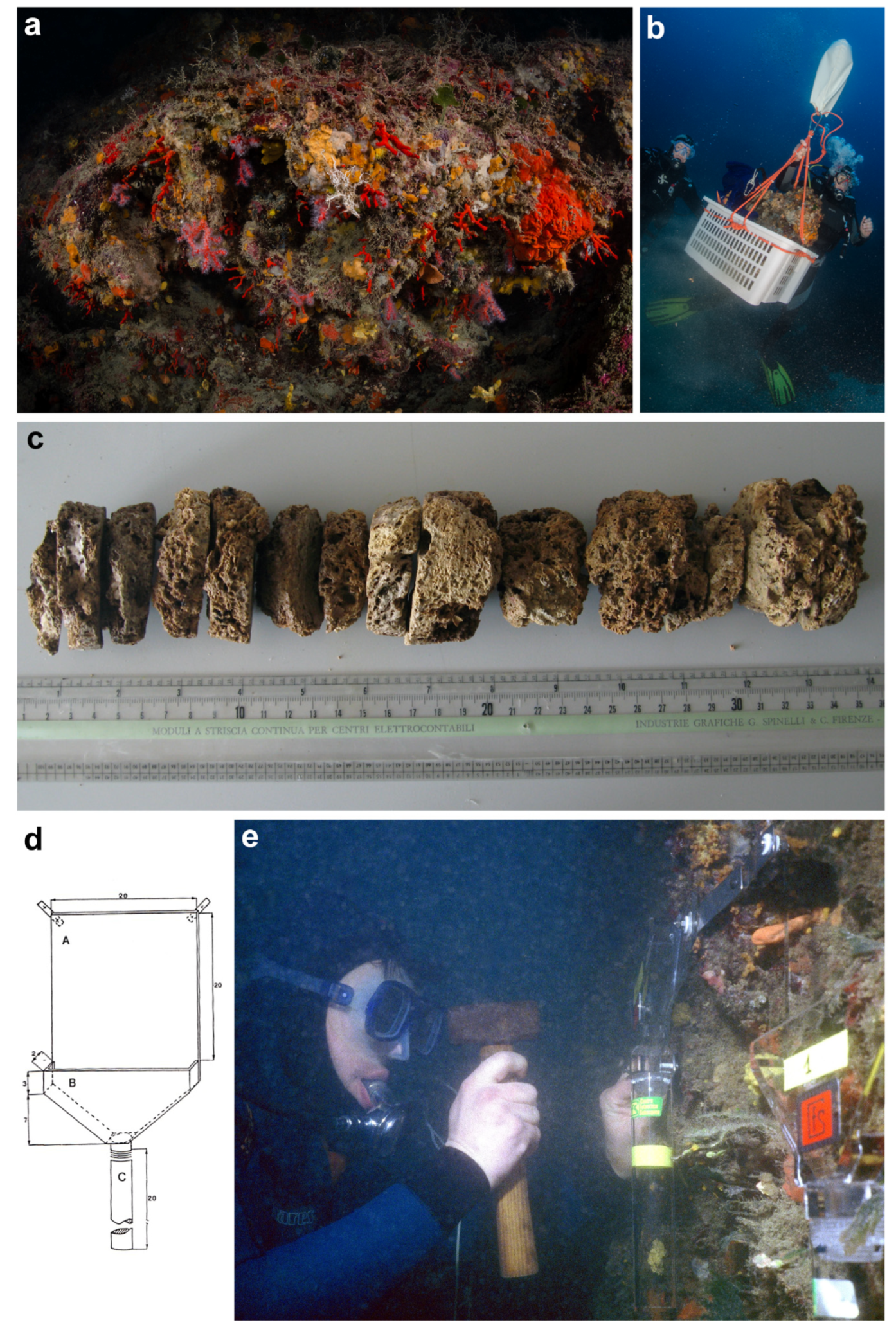 Diversity 16 00629 g010 Diversity 16 00629 g010